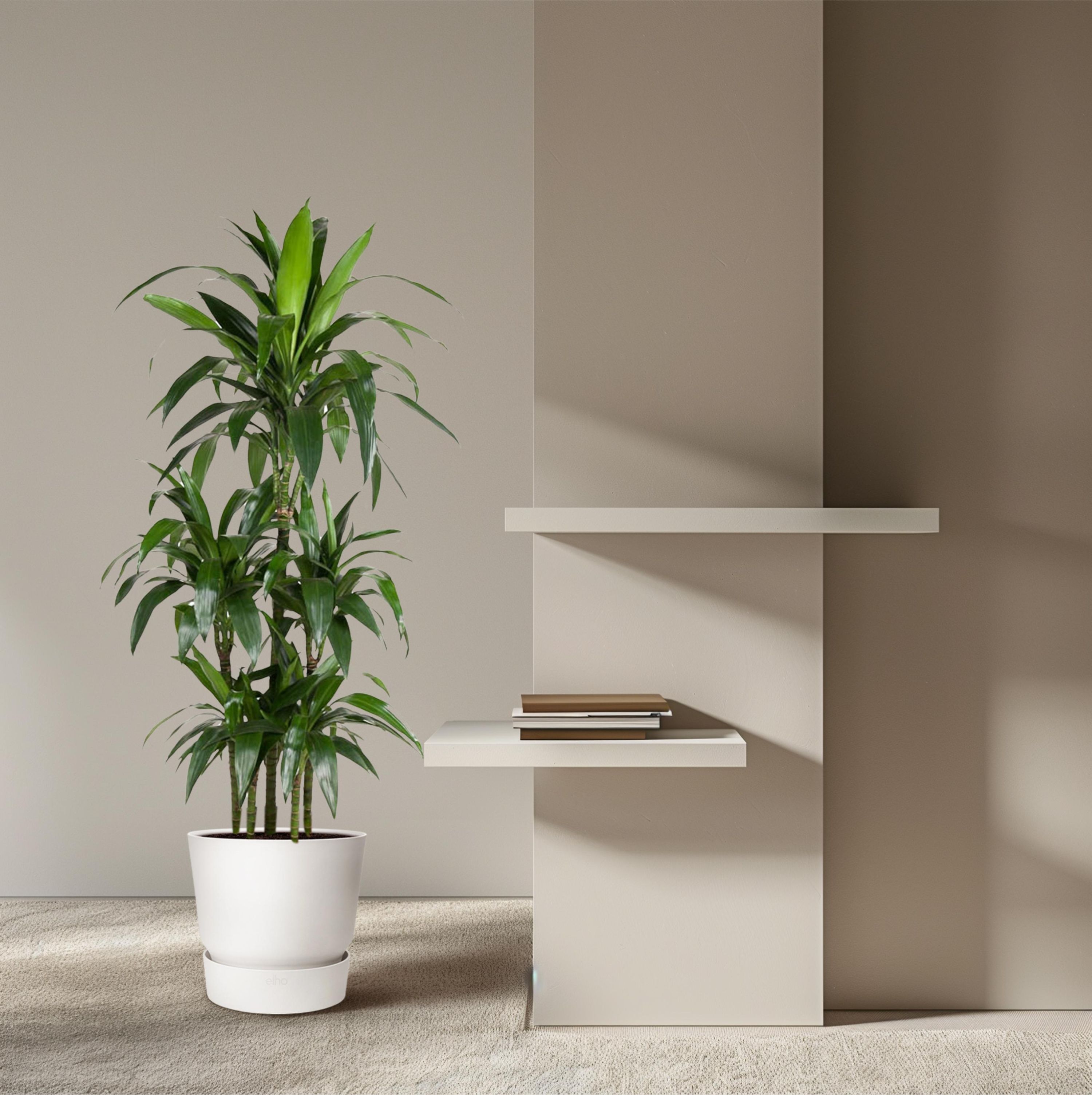 Dracaena Janet Craig Carrousel Zimmerpflanze
