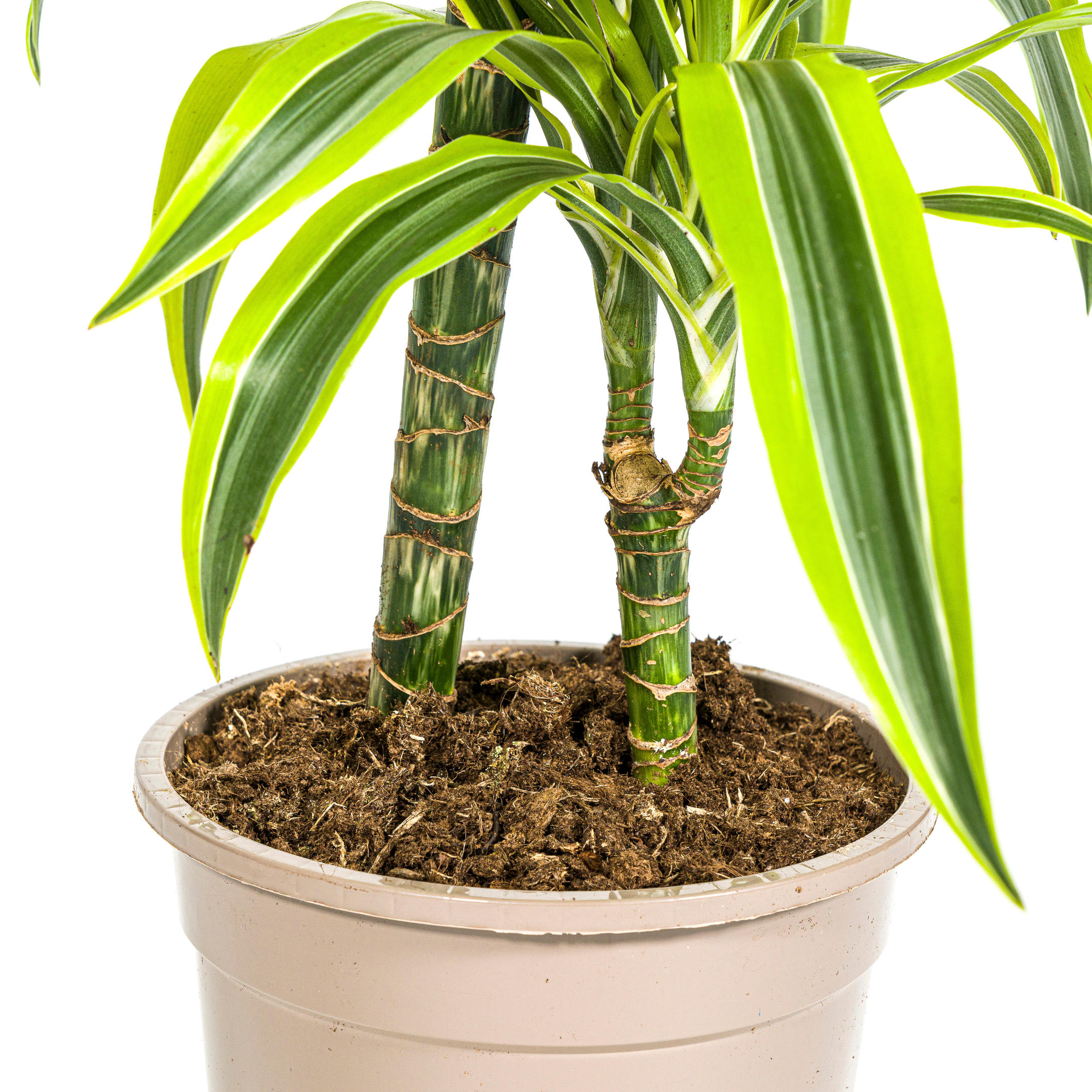 Dracaena Deremensis Lemon Lime – Ø19cm – ↕70-90cm