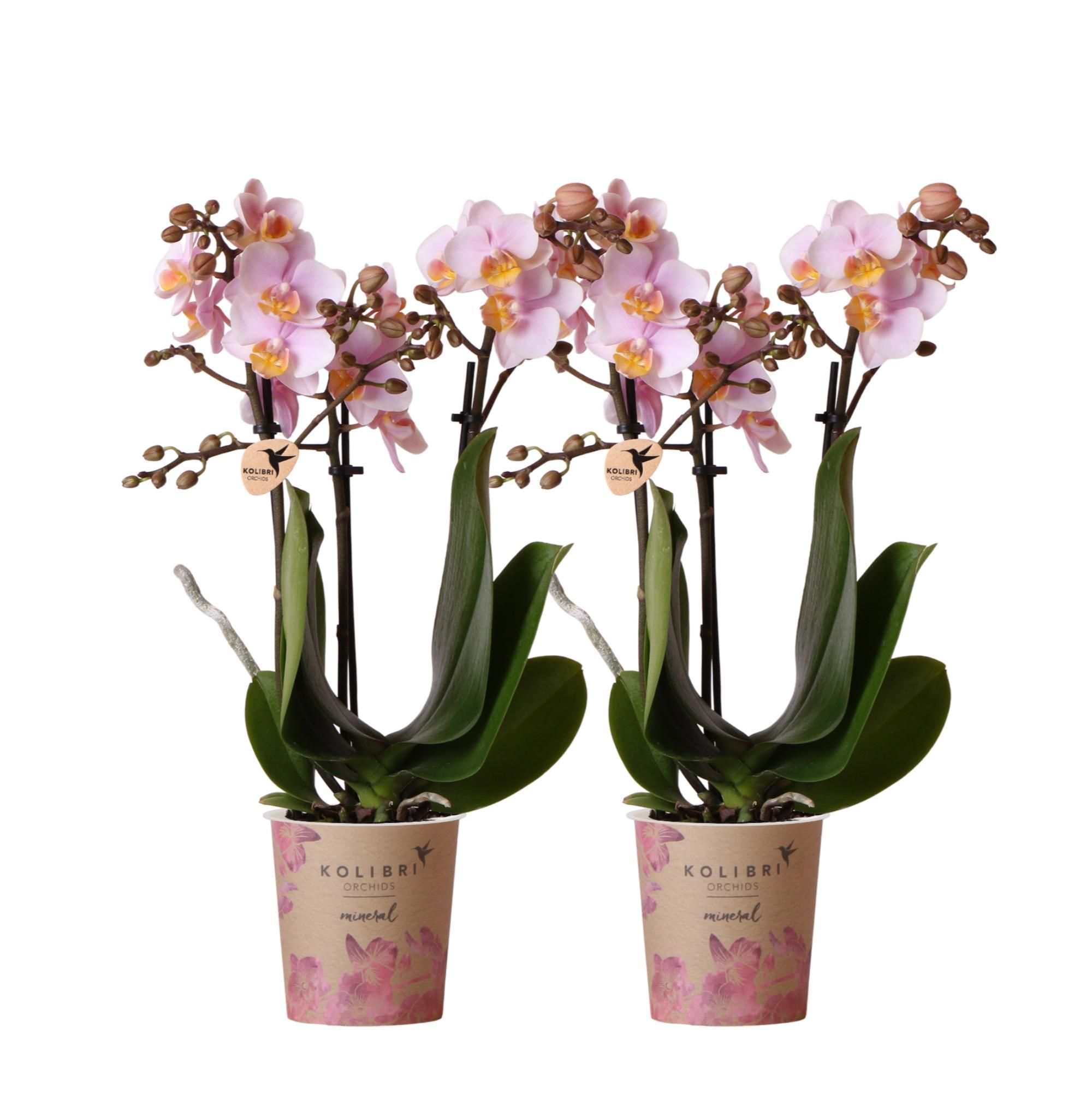 Phalaenopsis Orchidee Rosa – Blühende Zimmerpflanze