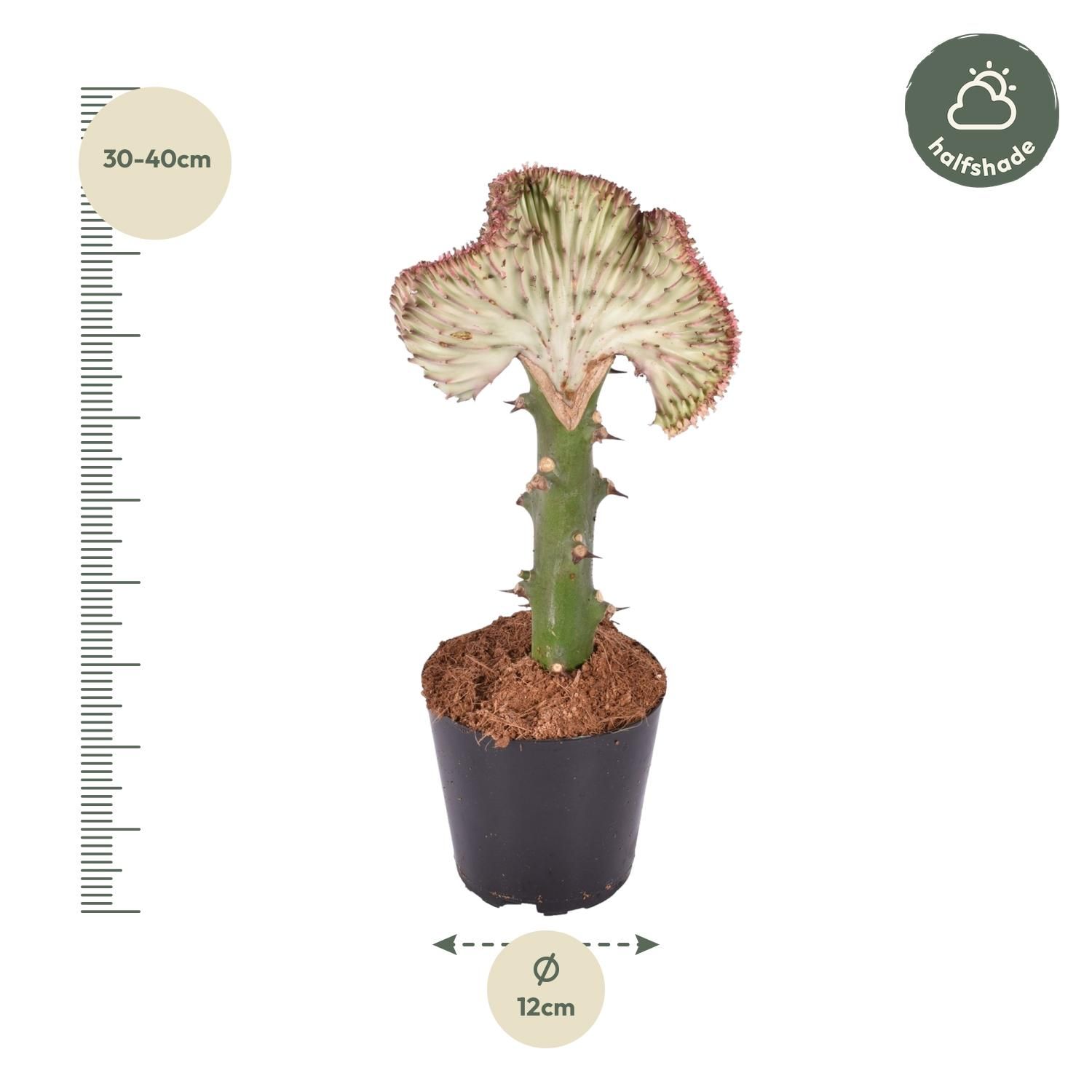 Euphorbia lactea Cristata Korallen-Kaktus