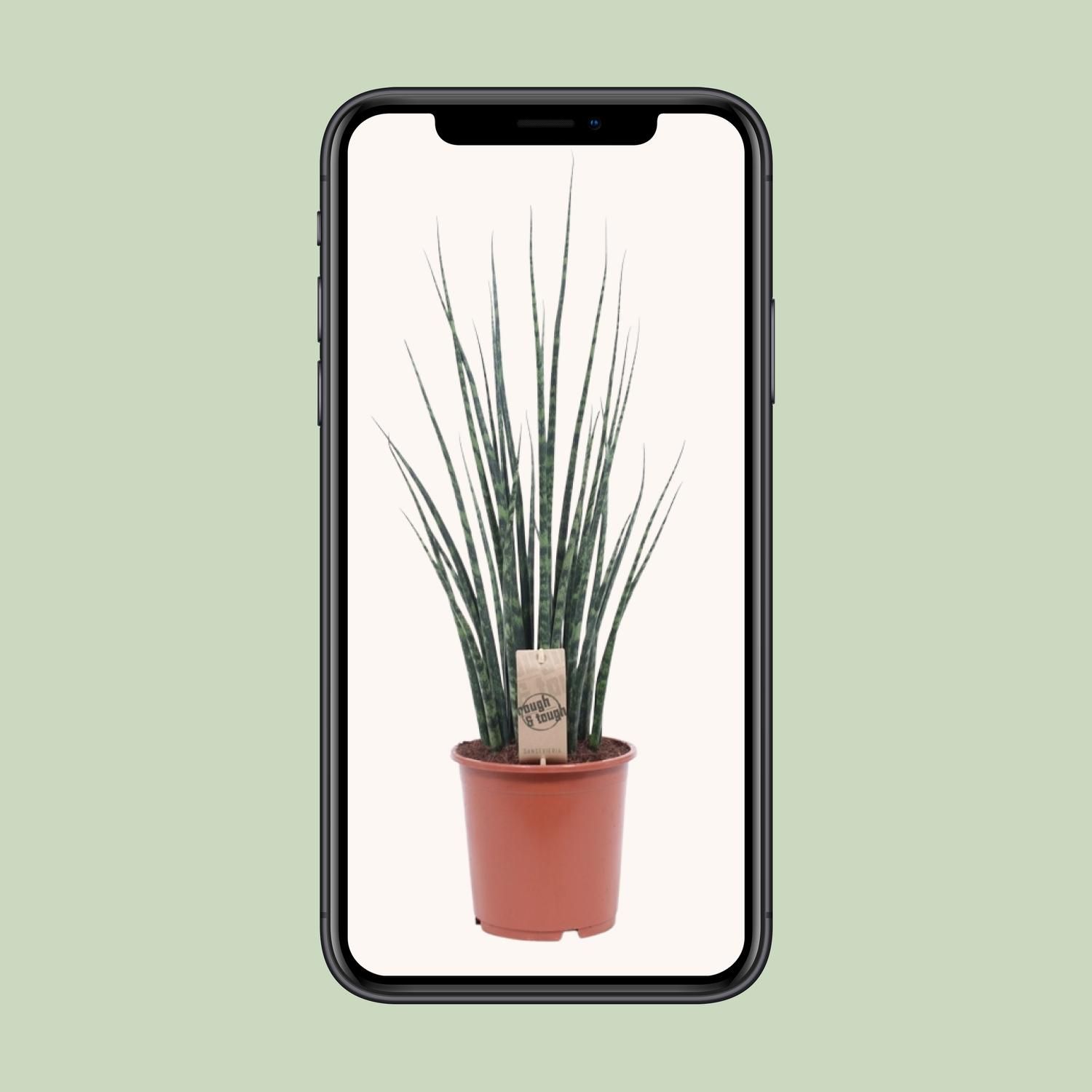 Sansevieria Fernwood Mikado – elegante Schlangenpflanze