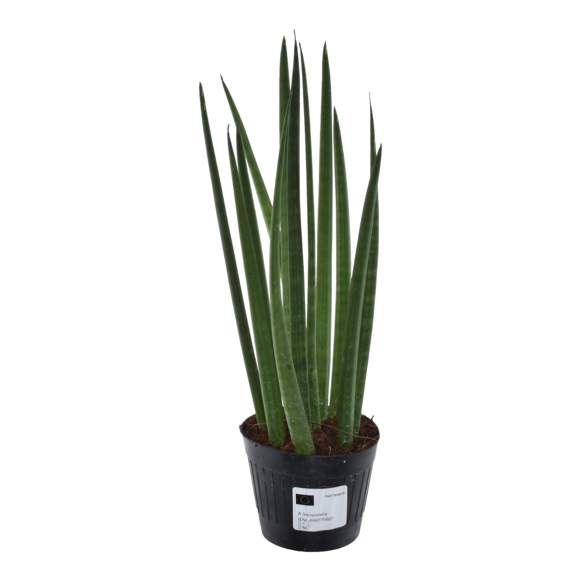 Sansevieria Cylindrica - Stilvolle Bogenhanf Zimmerpflanze