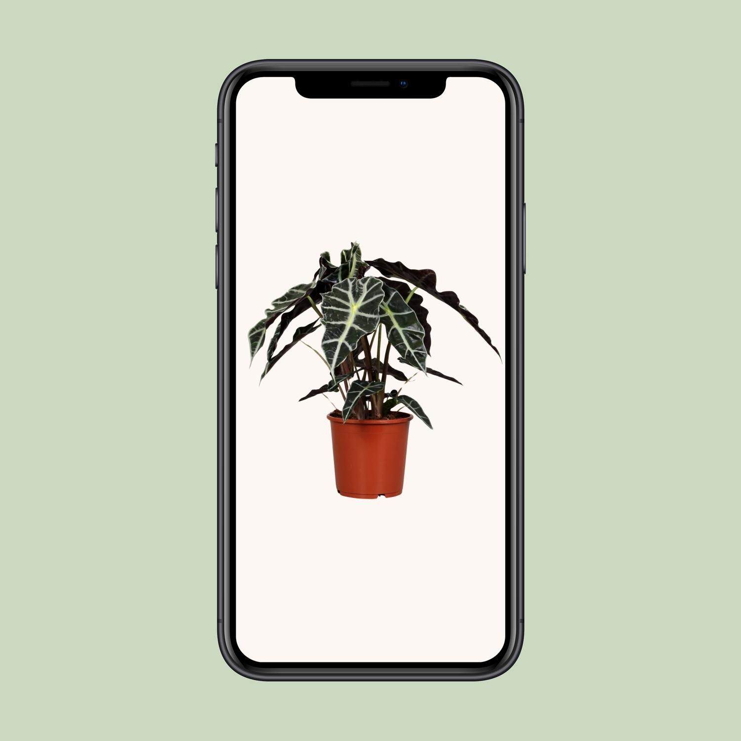 Alocasia Polly | Ø17cm | ↕45cm