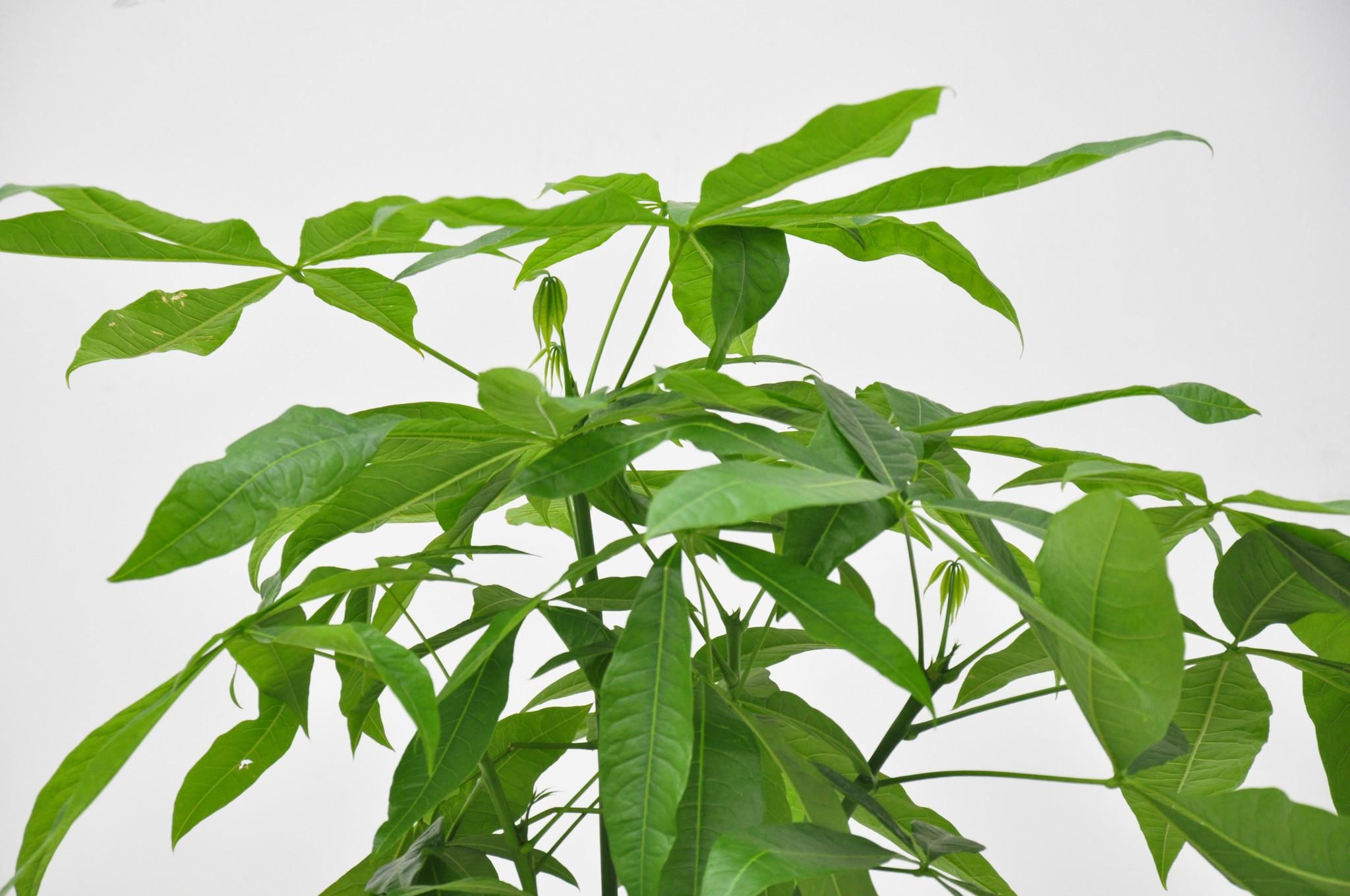 Pachira Aquatica Geldbaum mit geflochtenem Stamm