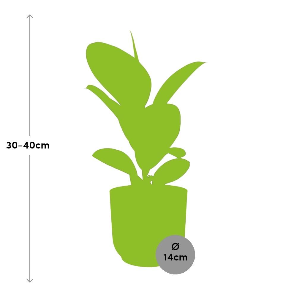 Ficus Elastica Robusta Zimmerpflanze im gelben ELHO Vibes Fold Übertopf