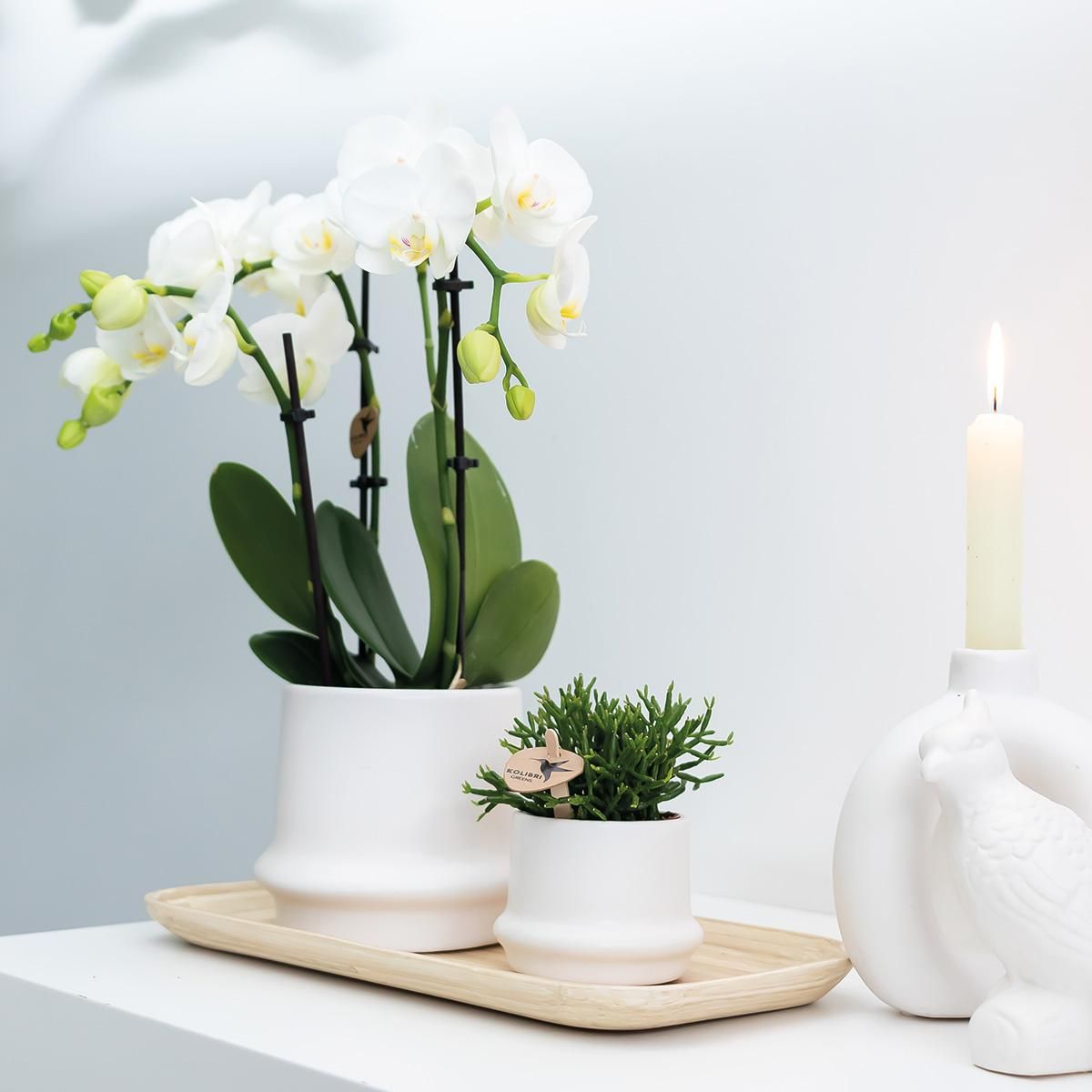 Phalaenopsis Orchidee weiß elegant