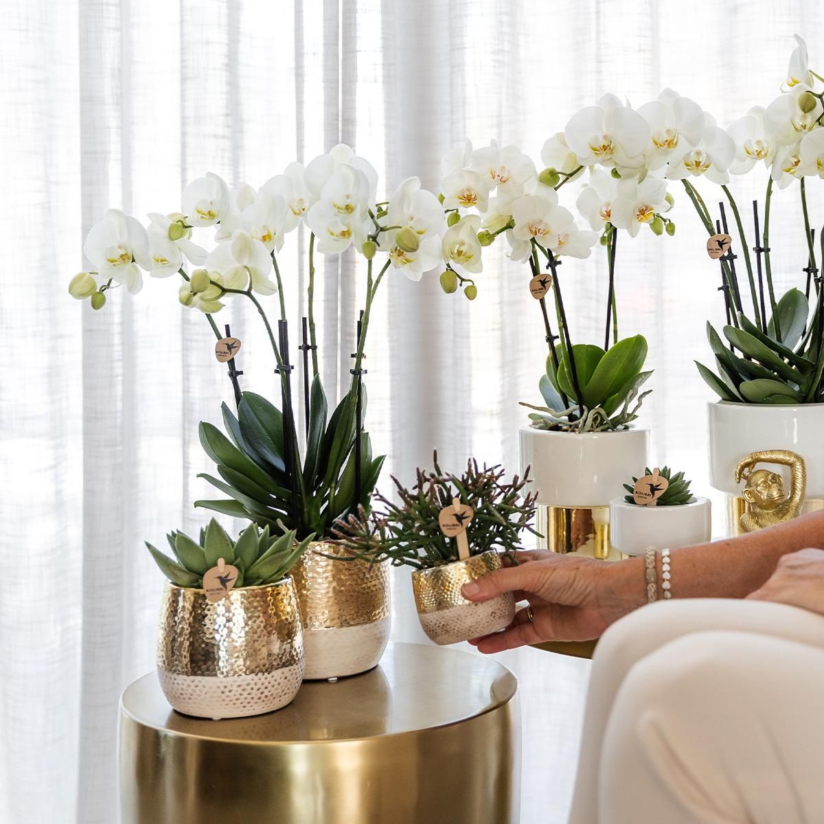 Phalaenopsis Amabilis Orchidee in Gold-Weißem Keramiktopf