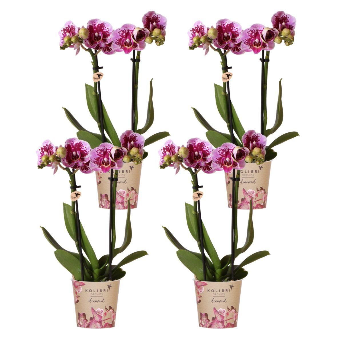 Phalaenopsis Orchidee in kräftigen Rosatönen