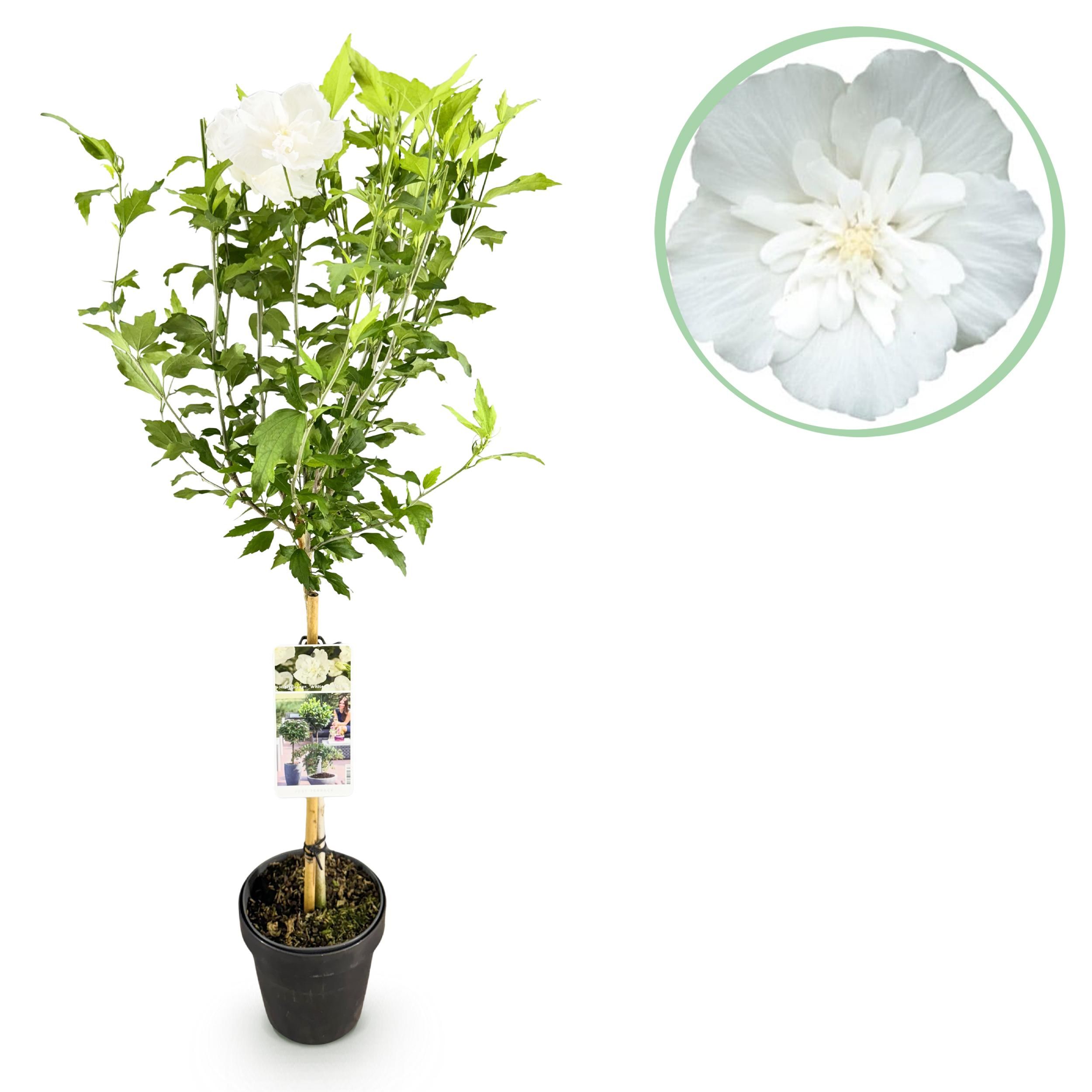 Gartenpflanze Hibiscus syriacus White Chiffon® – Stamm-Pflanze – Wenig Pflege | Topf 19cm Höhe 90cm