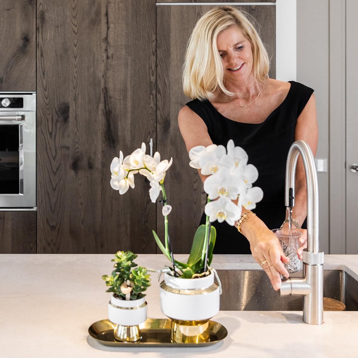 Weiße Orchidee Amabilis mit Sukkulente im eleganten Silber-Set