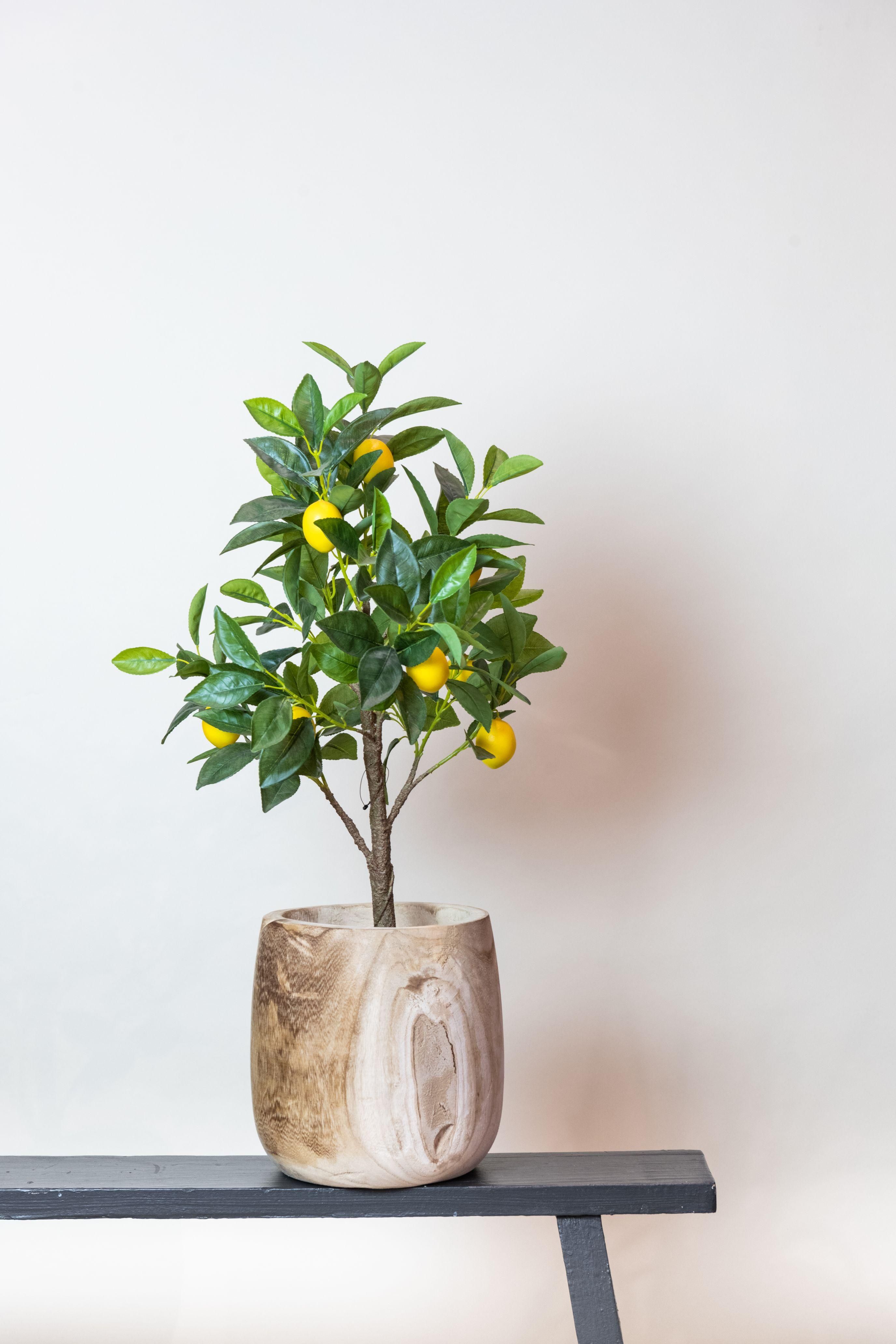 Kunst Zitronenbaum Citrus Limonia