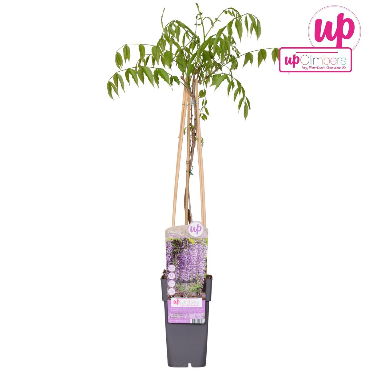 Wisteria Floribunda Naga Noda Kletterpflanze