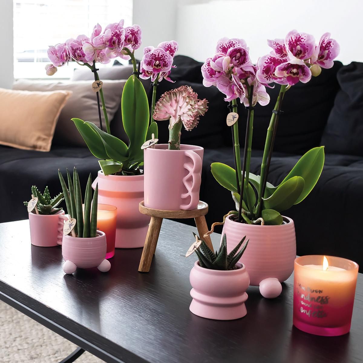 Phalaenopsis Orchideen Duo in Pink und Lila