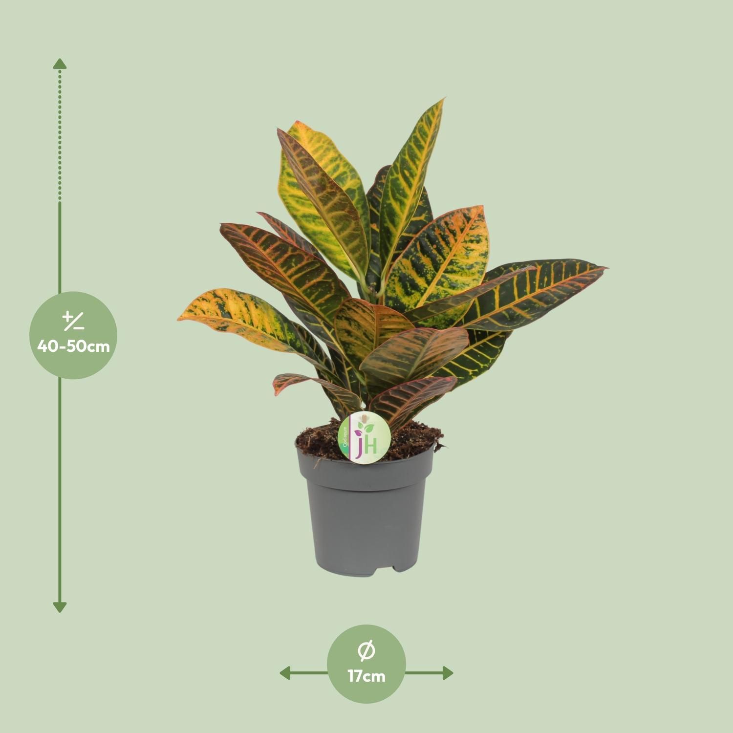 Croton Codiaeum Petra Zimmerpflanze