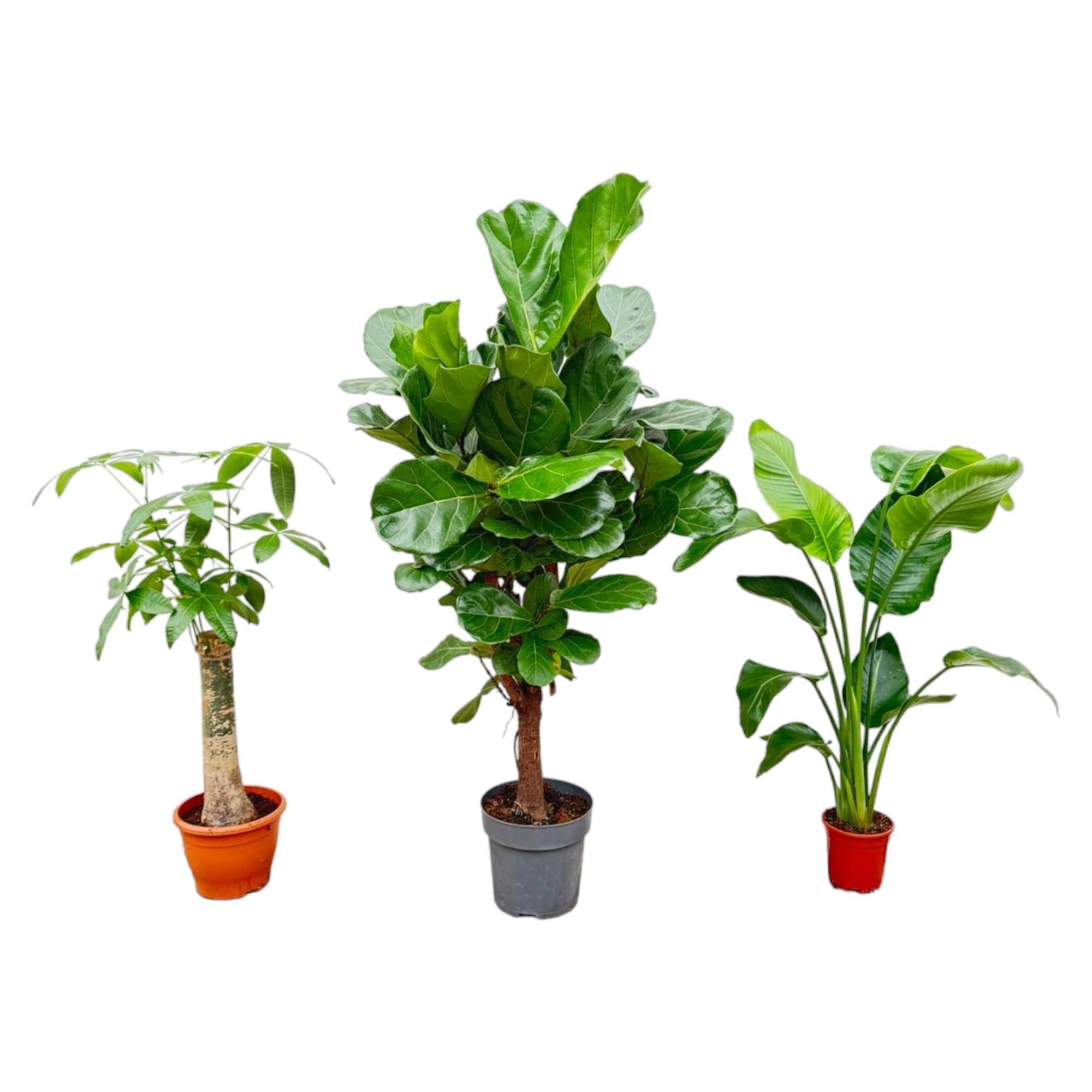 Pflanzen-Kombi-Set | Baumfreund | Strelitzie | Geigenfeige