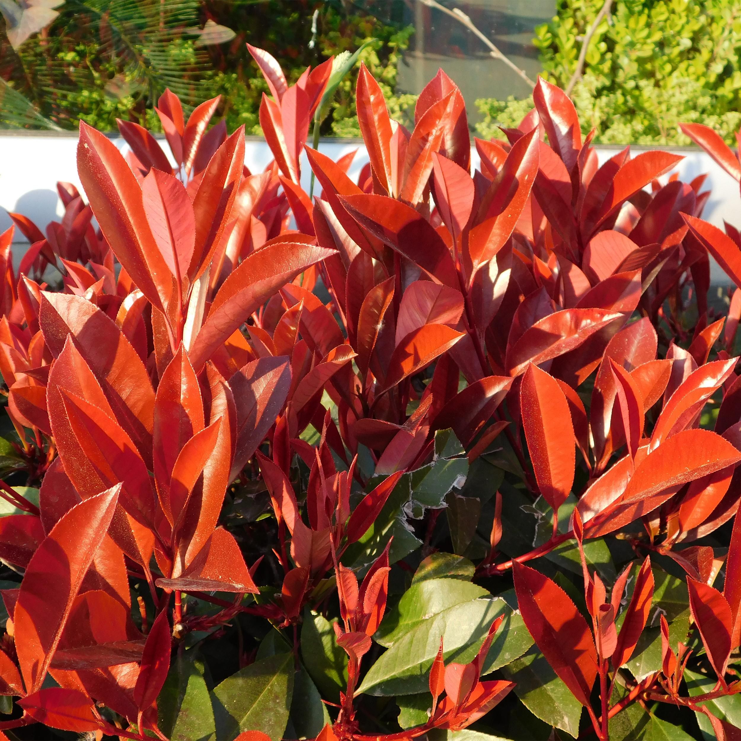 Photinia fraseri Red Robin – Immergrüne Heckenpflanze – Grün Rot – 6 Pflanzen für 1 Meter