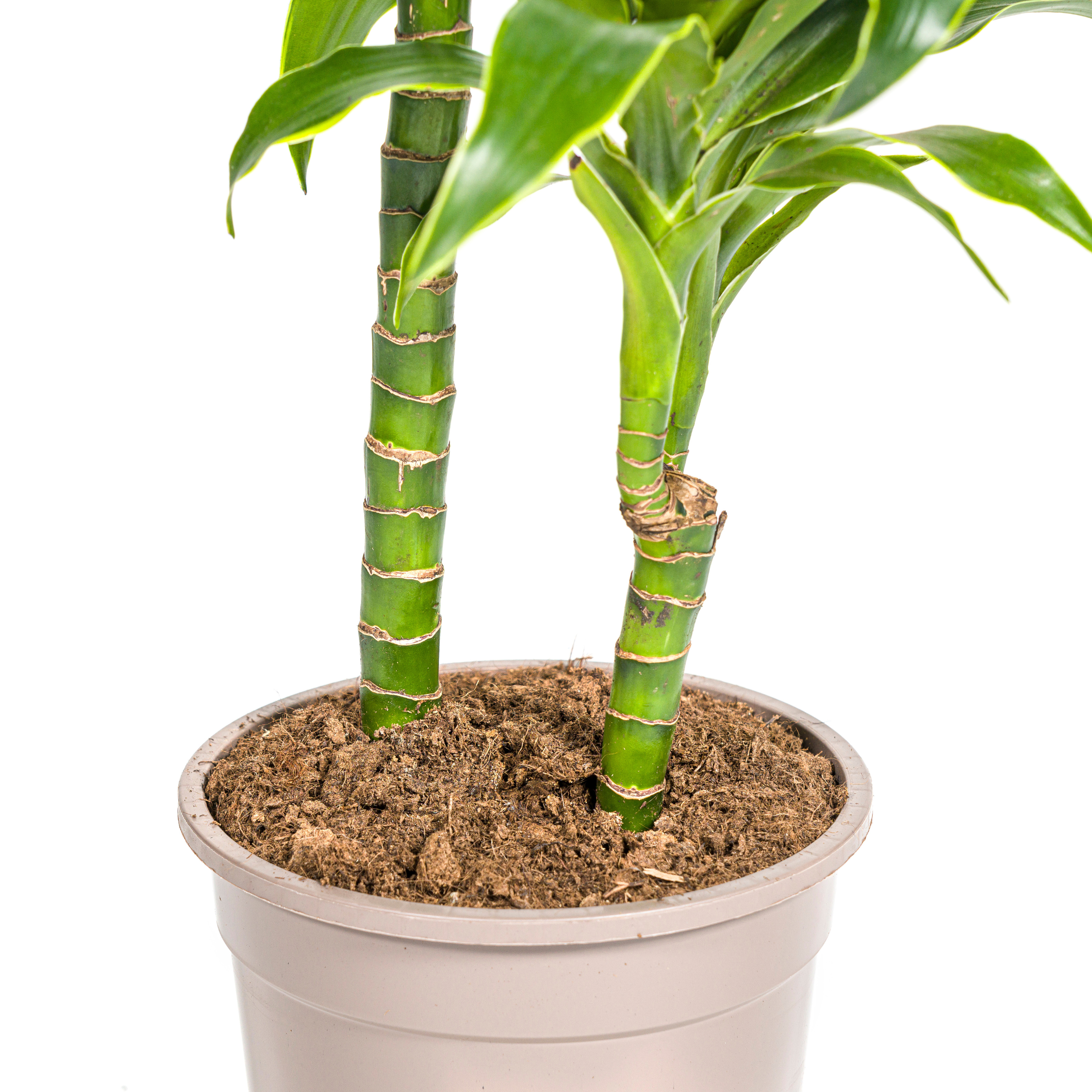 Drachenbaum Deremensis Dorado Ø19cm – ↕70–90cm – Blickfang Zimmerpflanze