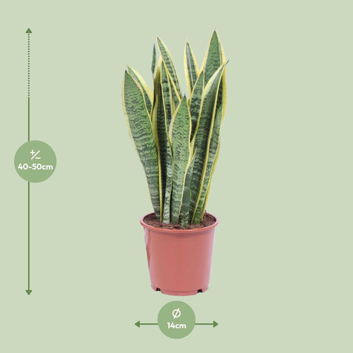 Sansevieria Laurentii - Elegante Zimmerpflanze mit luftreinigenden Blättern