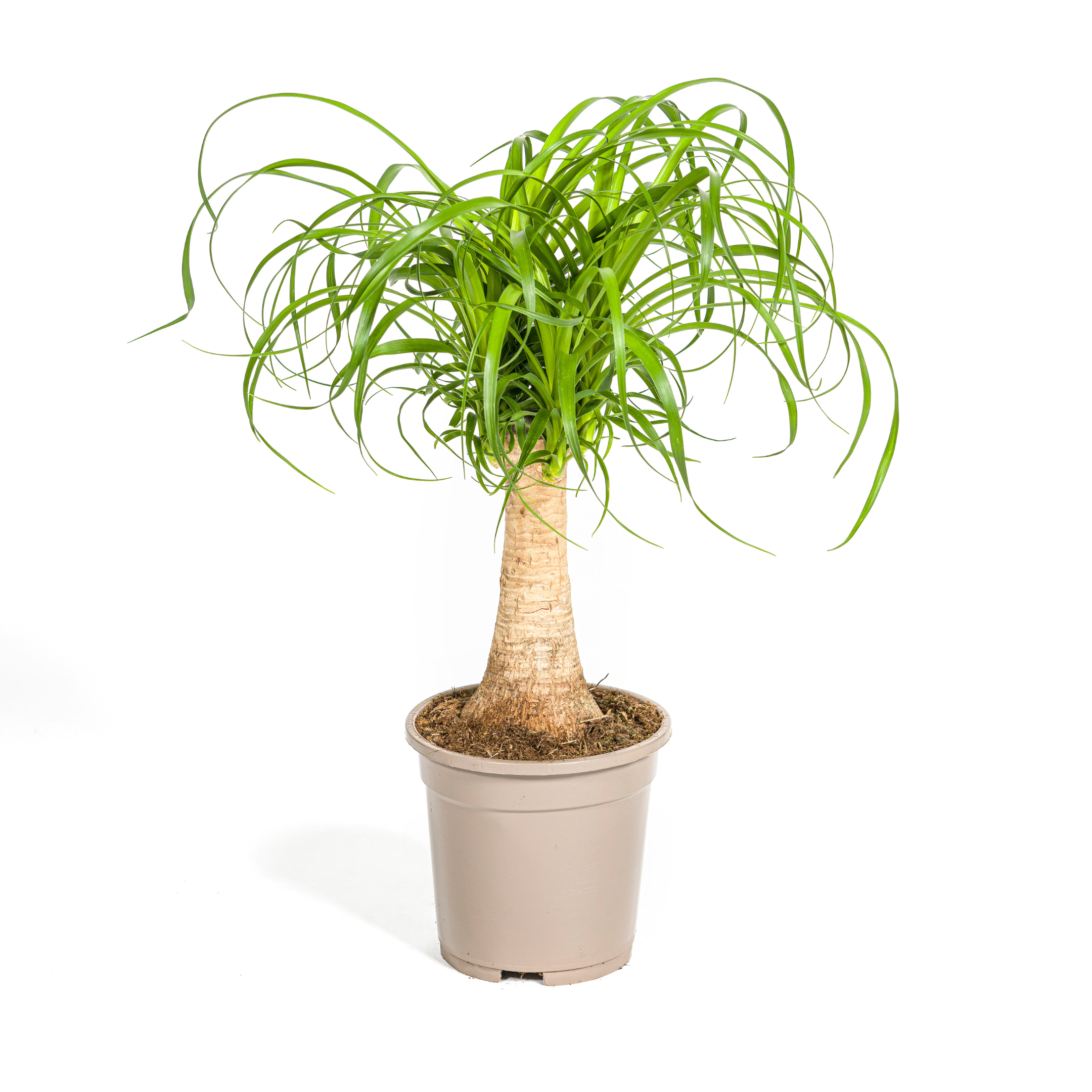 Beaucarnea Recurvata – robuster Stamm – Ø 17 cm Topf