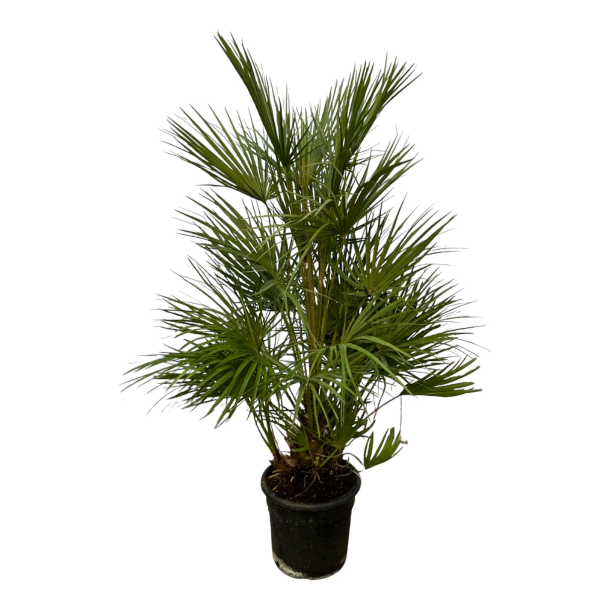 Chamaerops Humilis Zwergpalme