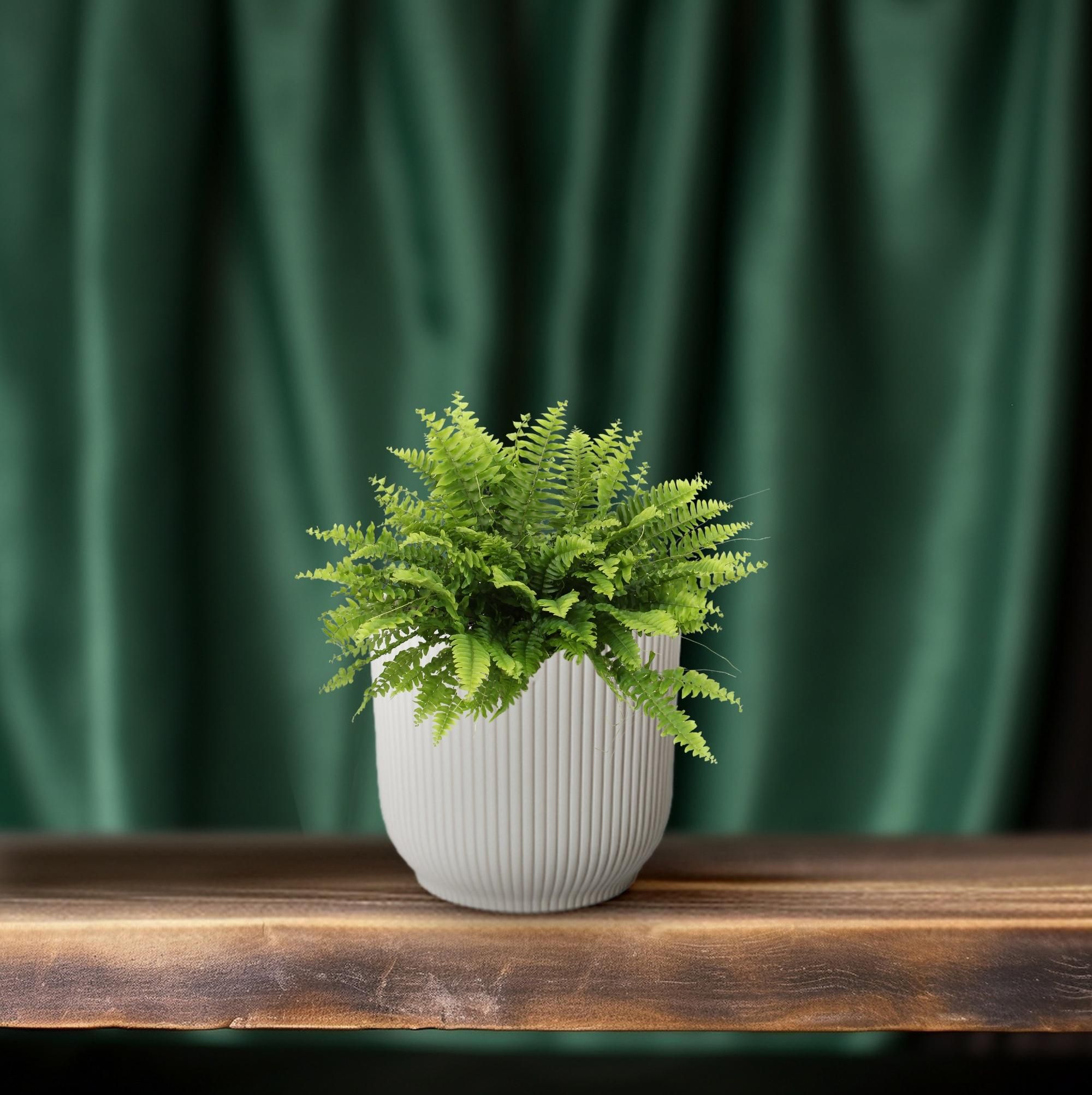 Nephrolepis Boston Green Farn Zimmerpflanze