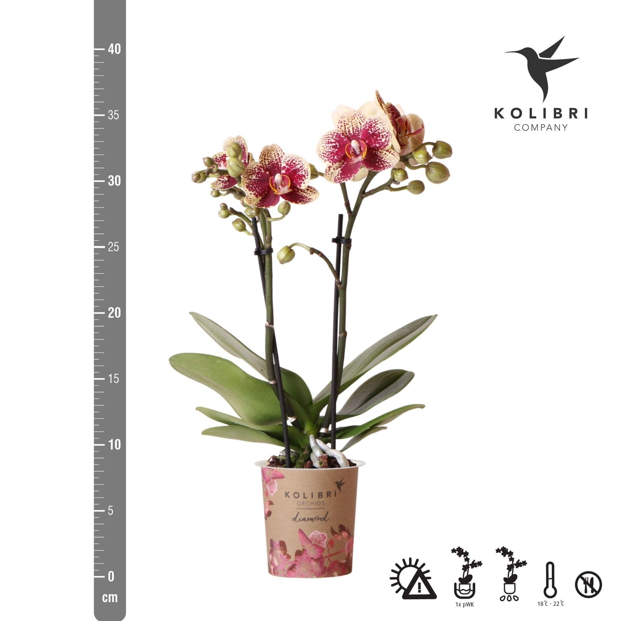 Phalaenopsis Orchidee Gelb-Rot