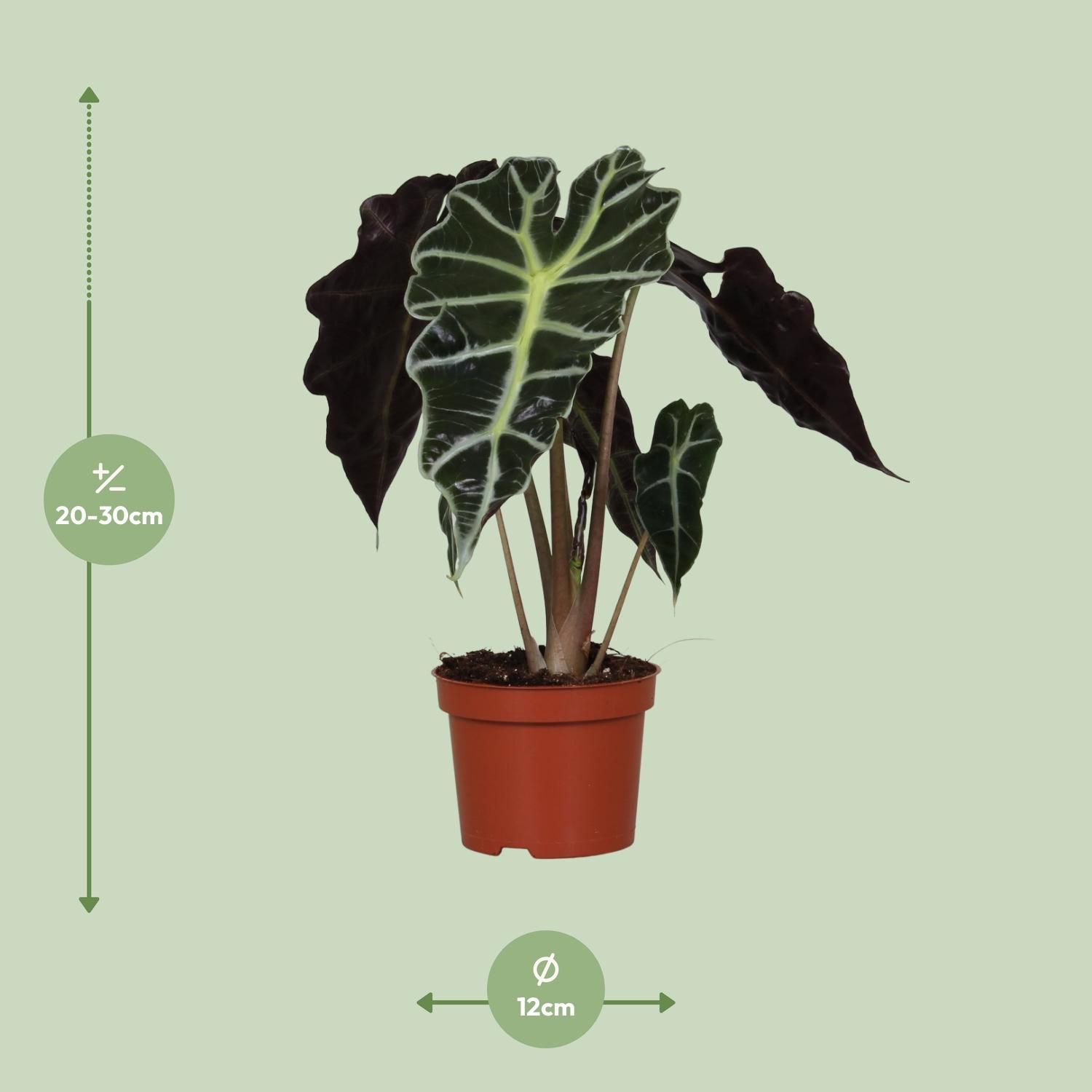 Alocasia Amazonica Polly Zimmerpflanze