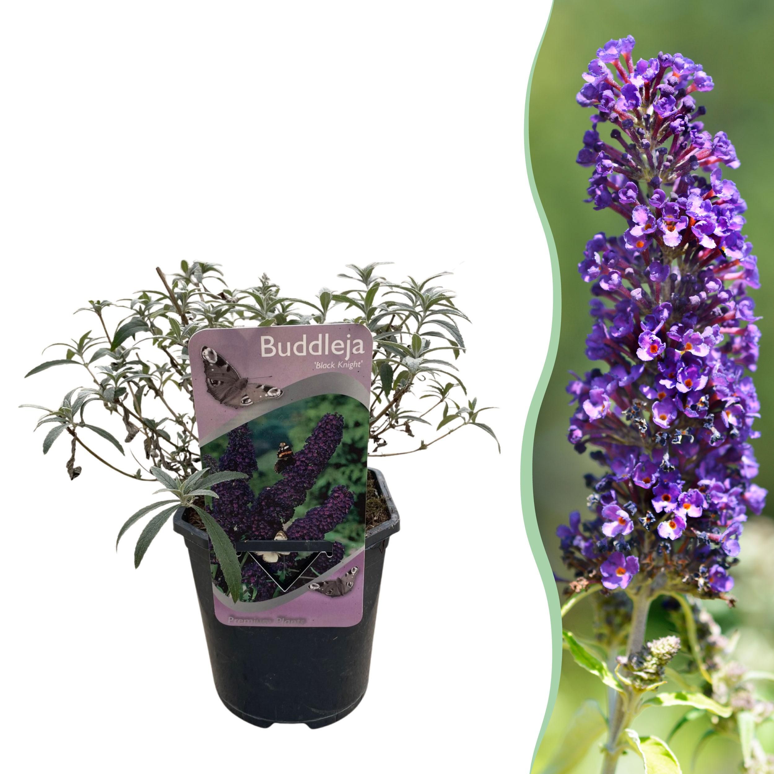 Schmetterlingsstrauch Buddleja – Lila Blüte – 1 Pflanze – Schmetterlingsanziehend