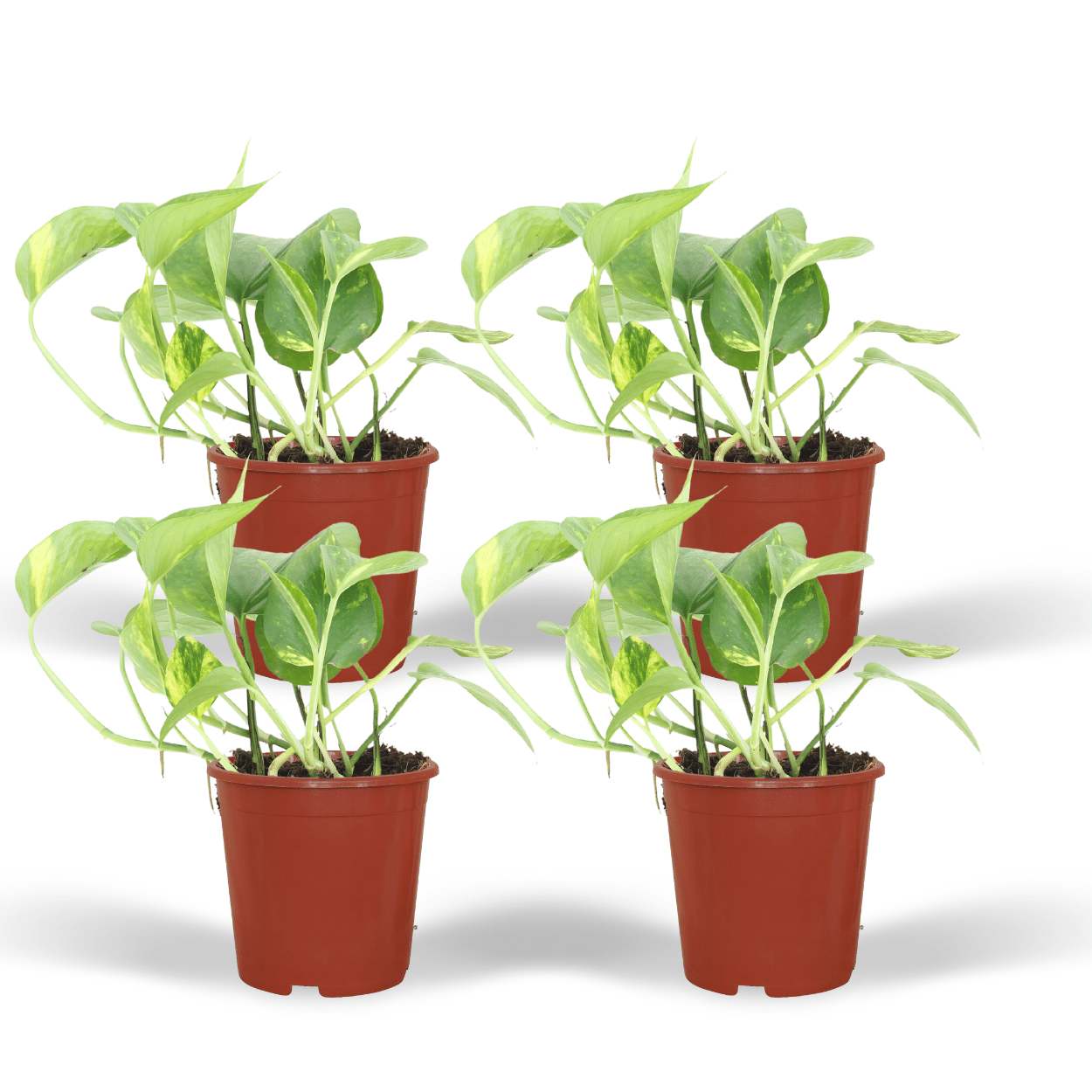 Epipremnum Aureum Zimmerpflanze