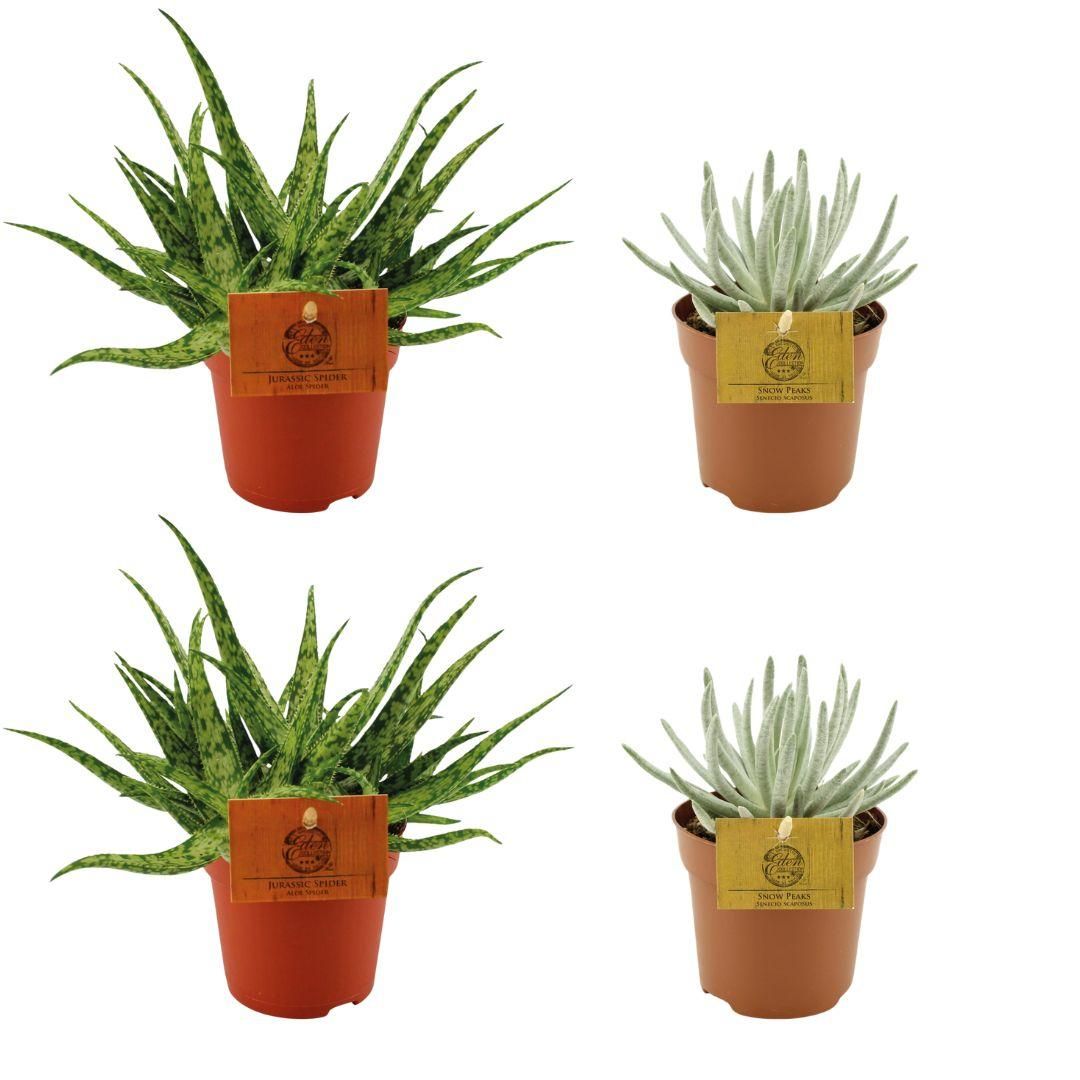 Aloe Spider und Senecio Scaposus Pflegeset