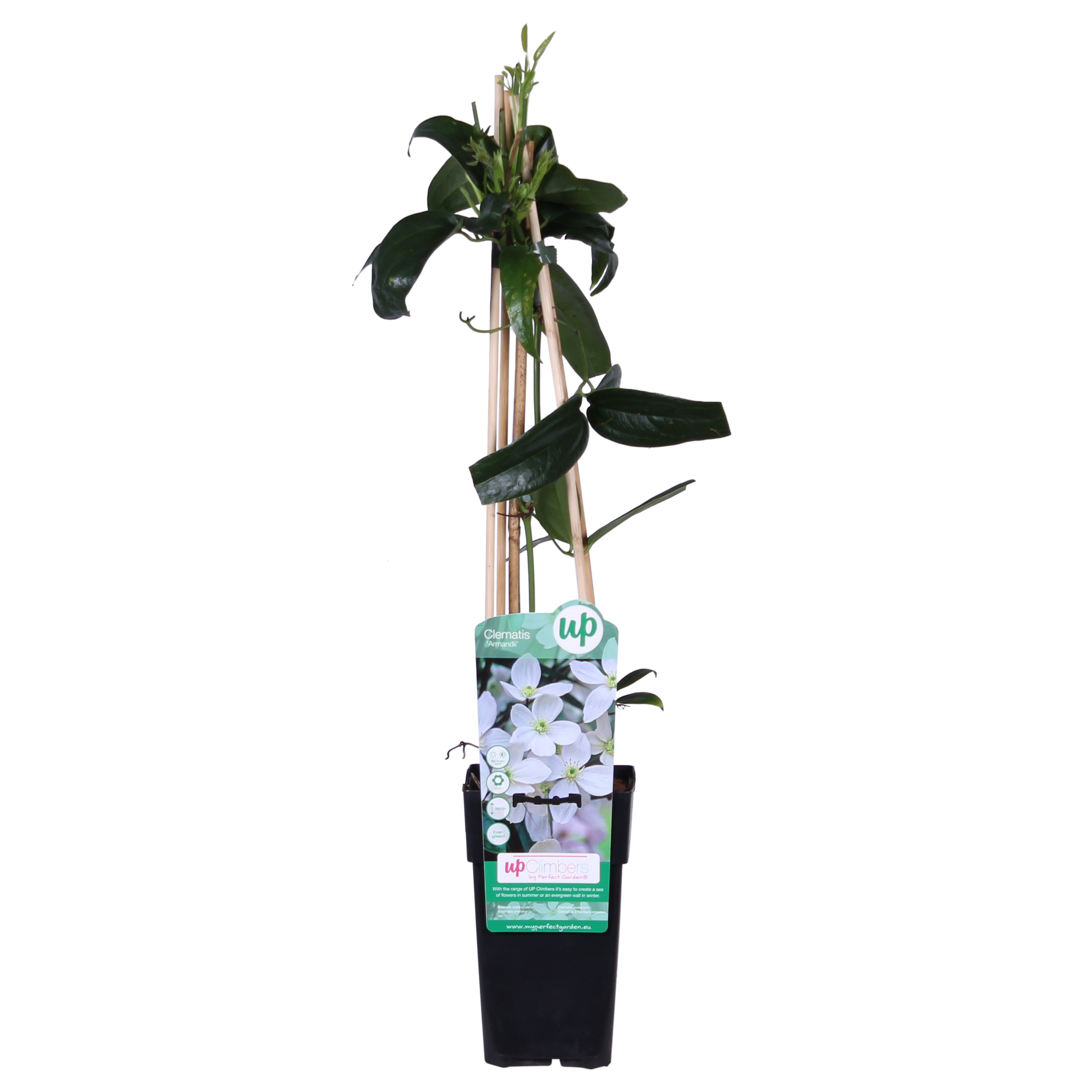 Immergrüne Clematis Weiß – Clematis armandii Kletterpflanze
