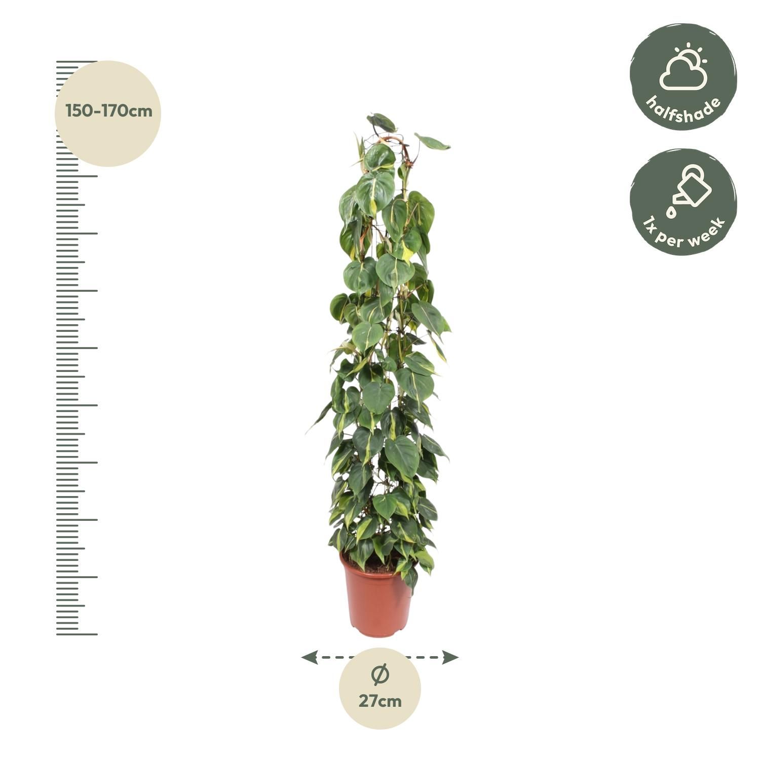 Philodendron Scandens Brasil - Grüne Kletterpflanze