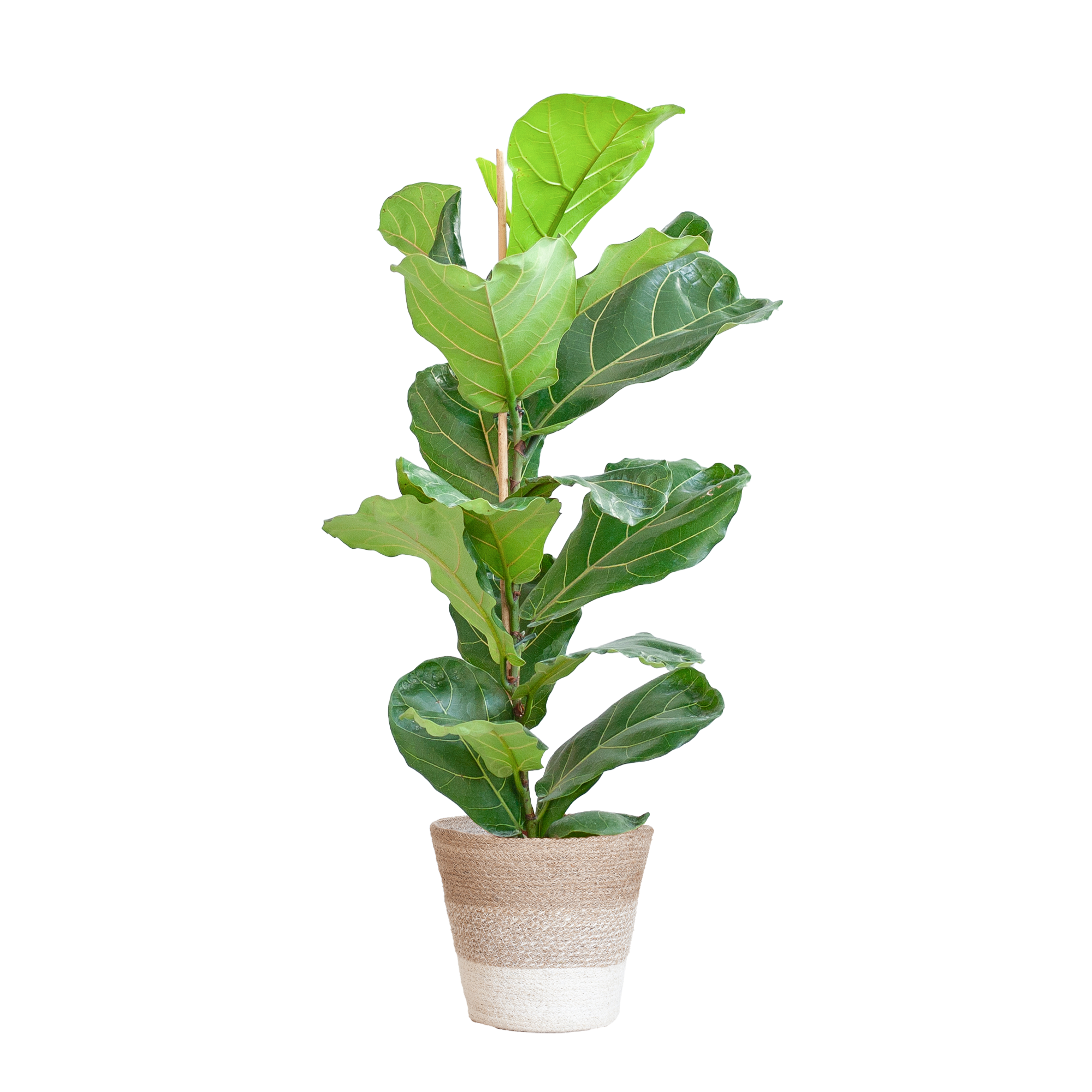 Ficus Lyrata | Geigen Feige | Lyrata | Mit Korb | 80 cm