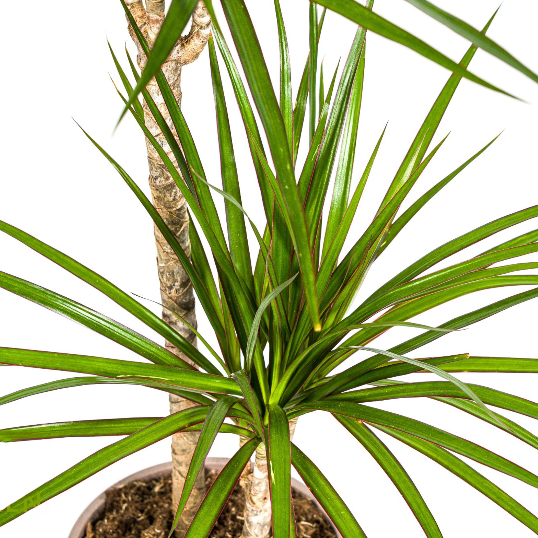 Dracaena Marginata Green - Ø19cm Topf - 70-90cm Höhe
