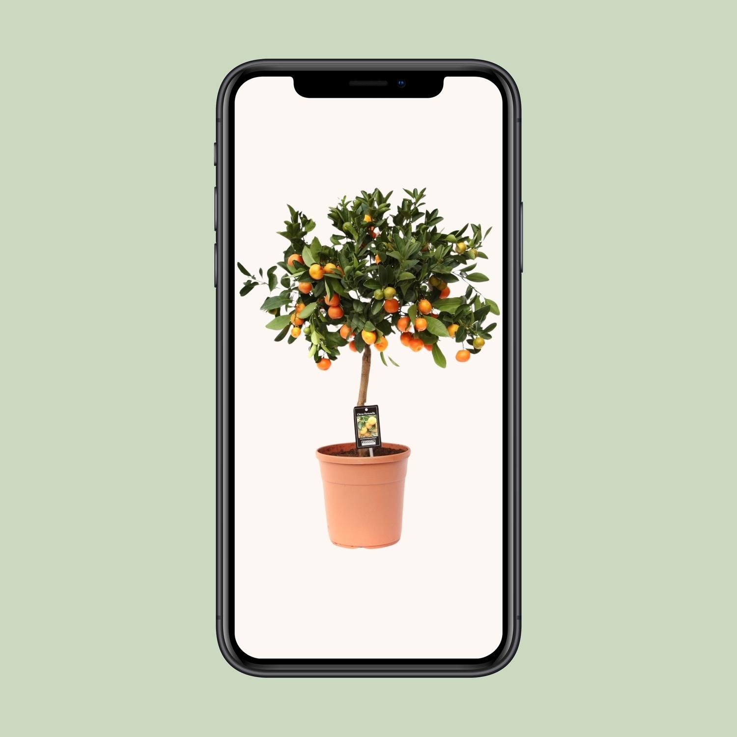 Citrus Calamondin Zimmerpflanze