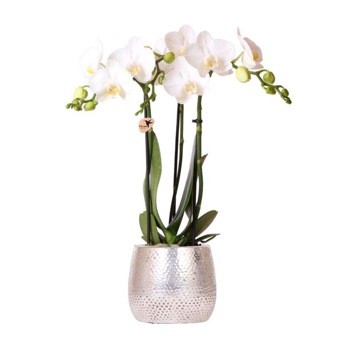 Phalaenopsis Orchidee Amabilis in silbernem Elite-Keramiktopf