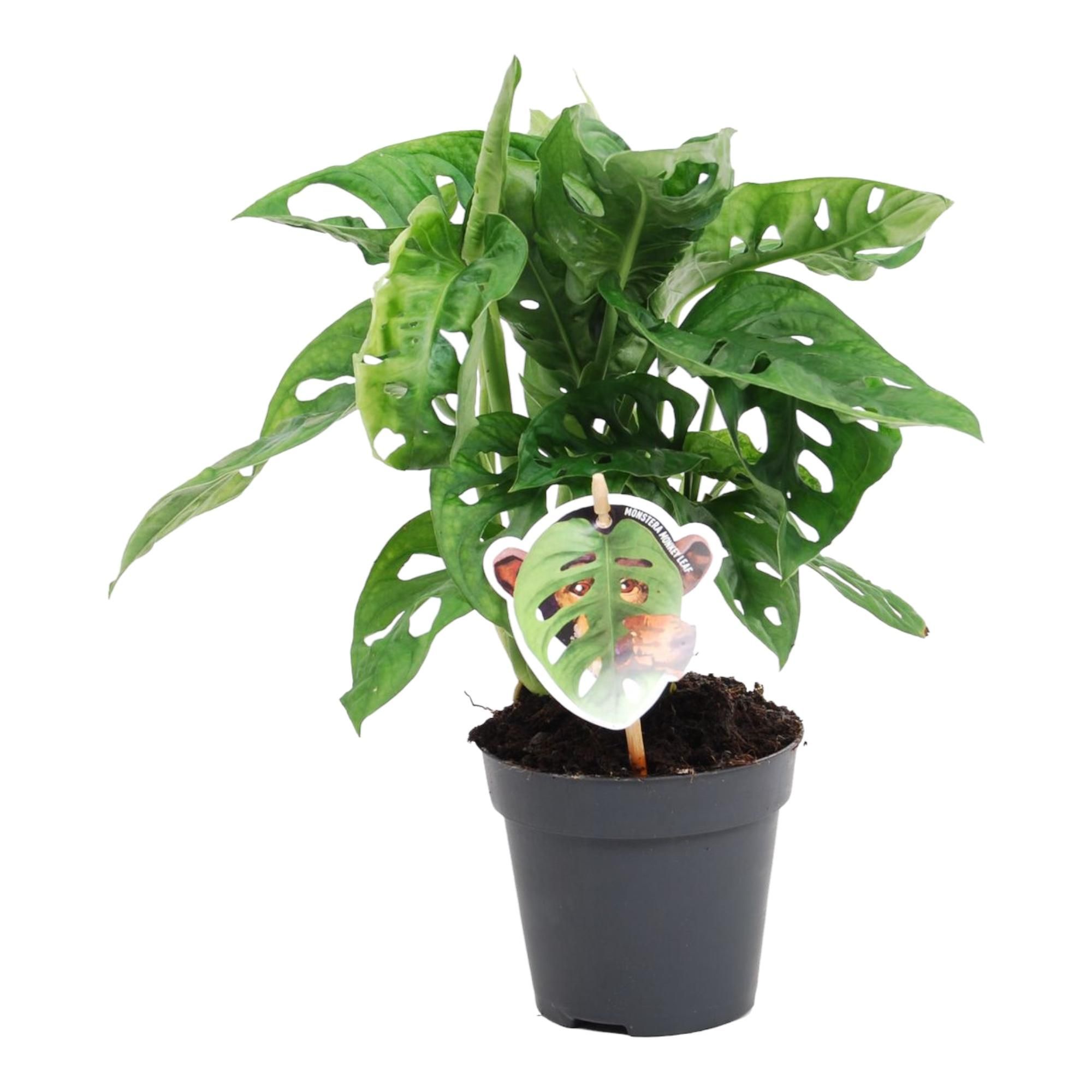 Monstera obliqua 'Monkey Leaf' exotische Zimmerpflanze