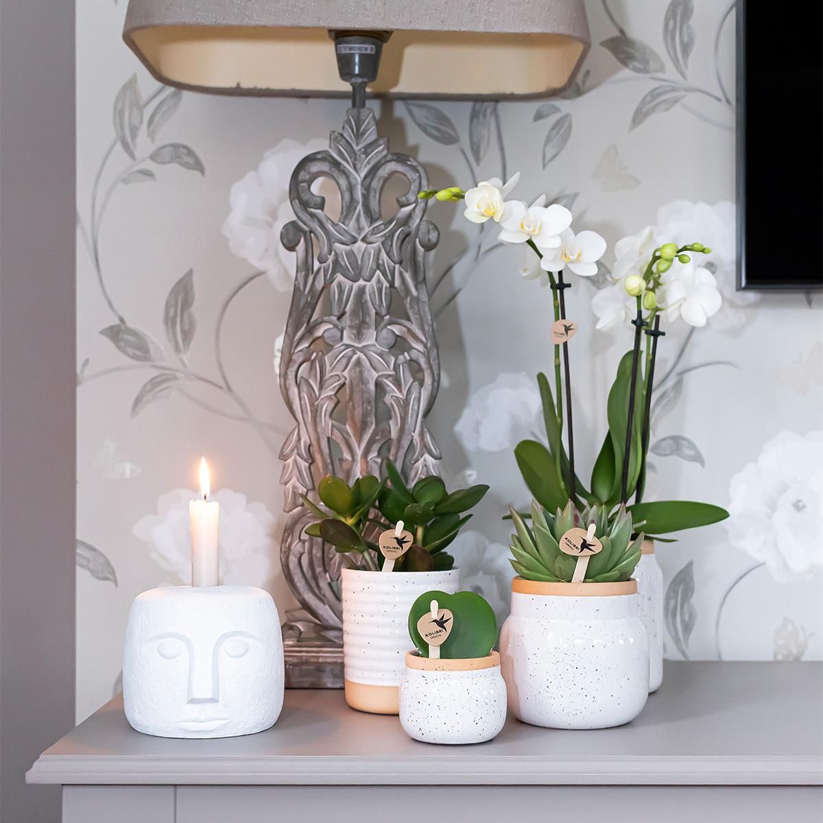 Kolibri Orchideen Überraschungsbox Mix