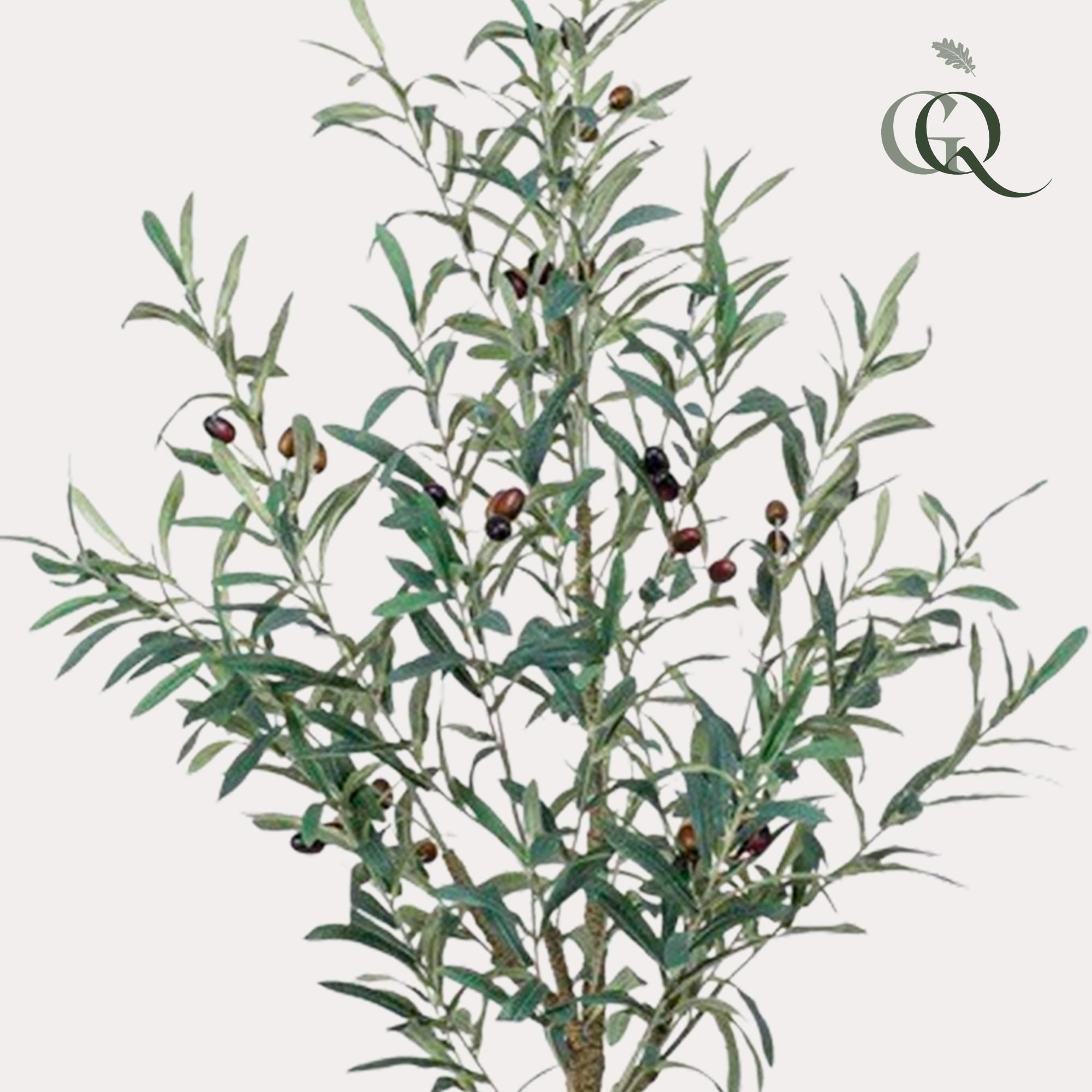 Kunst Olivenbaum Olea europaea