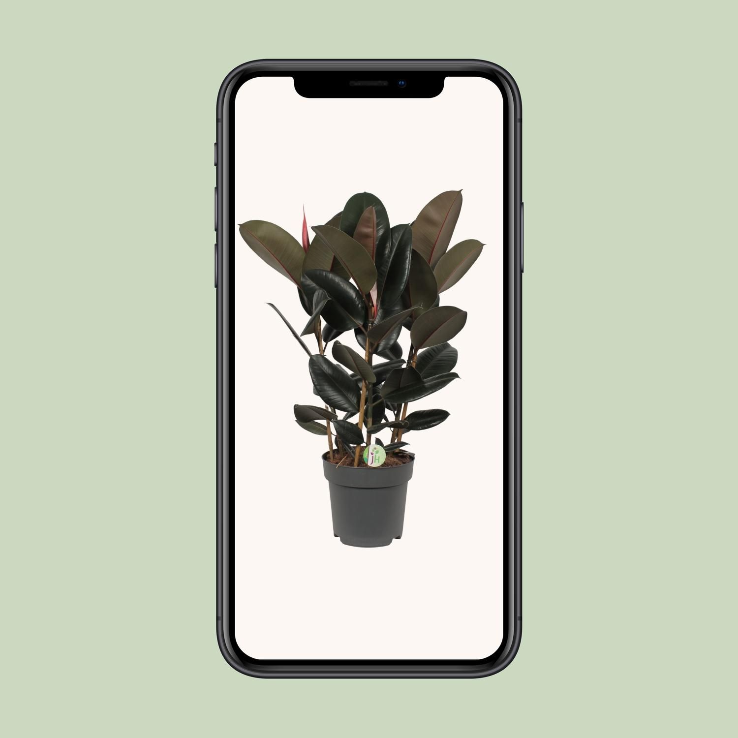 Ficus Abidjan Zimmerpflanze