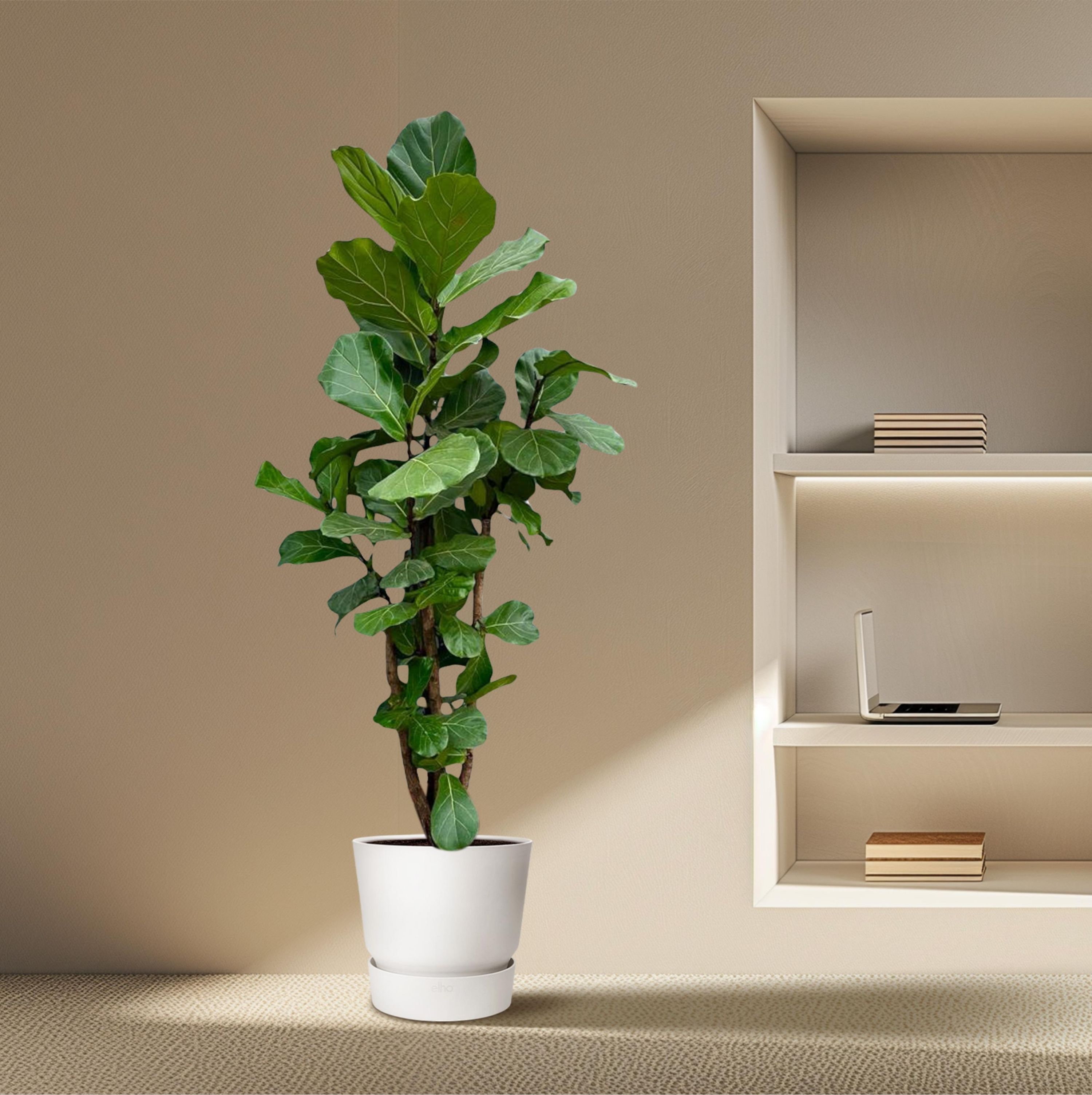 Ficus Lyrata XXL Geigenfeige mit verzweigtem Stamm