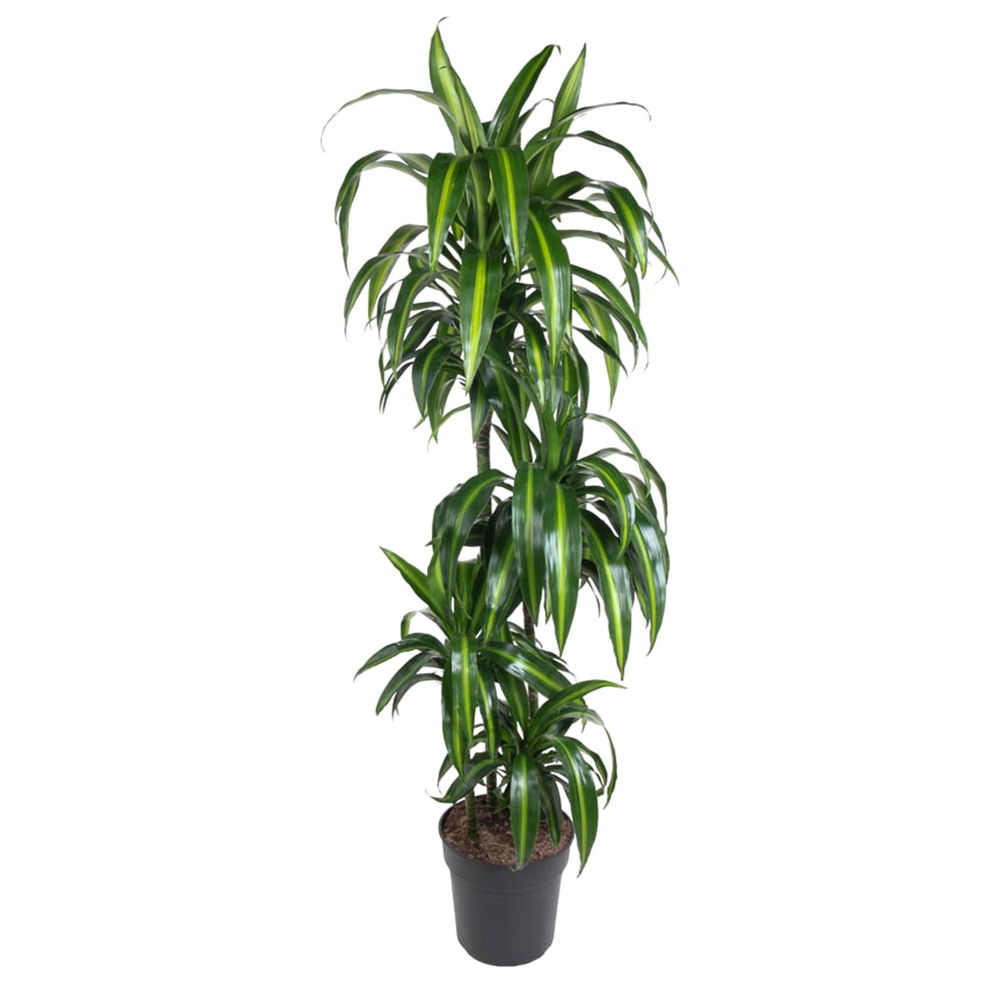 Dracaena Hawaiiana Zimmerpflanze