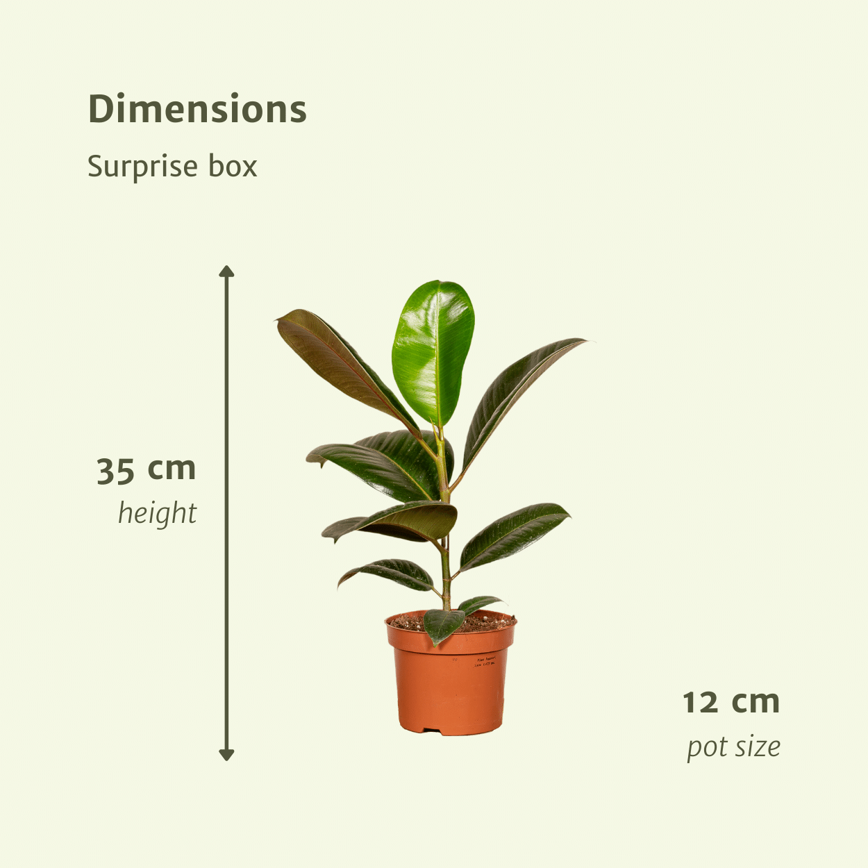 Vielfältige Zimmerpflanzen Überraschungsbox