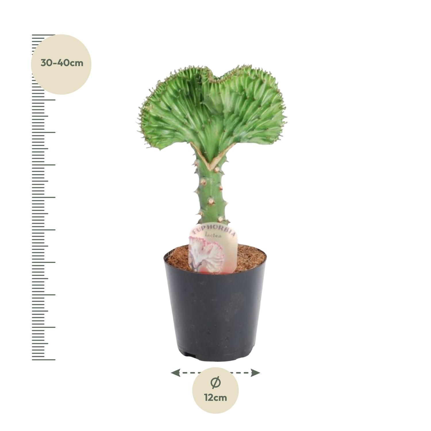 Euphorbia lactea Cristata Pflanze