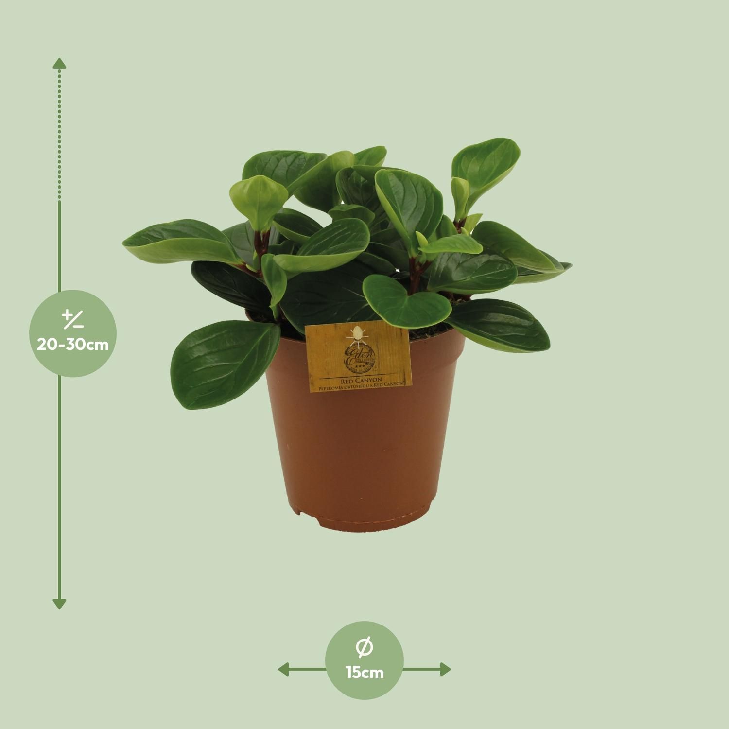 Peperomia Red Canyon Zimmerpflanze