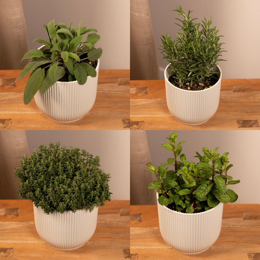 Gartenkräuter Mix
