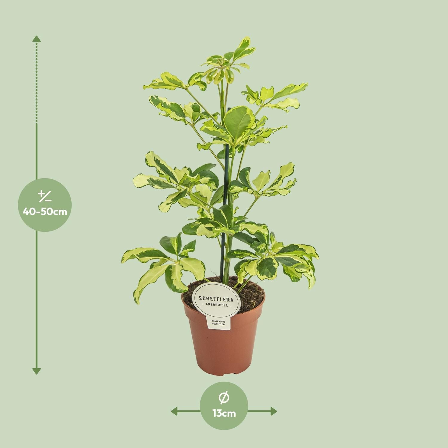 Schefflera Charlotte Zimmerpflanze