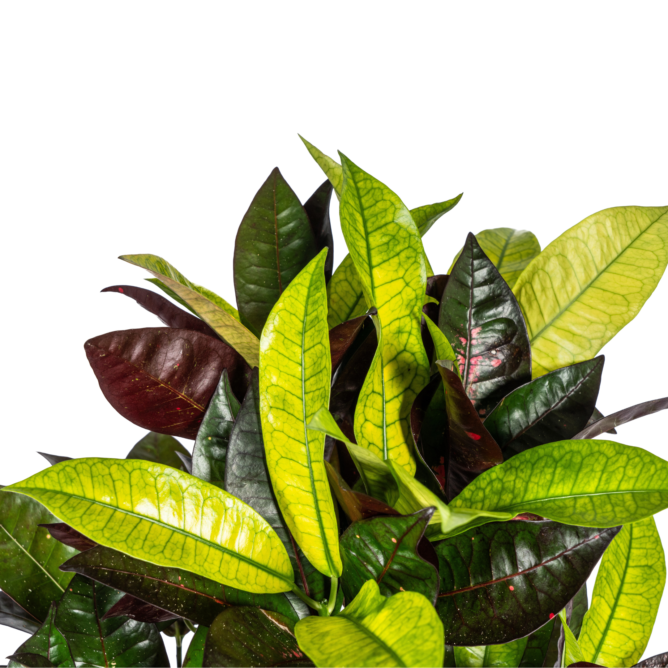 Codiaeum 'Croton' Iceton – Ø21cm – ↕60-80cm
