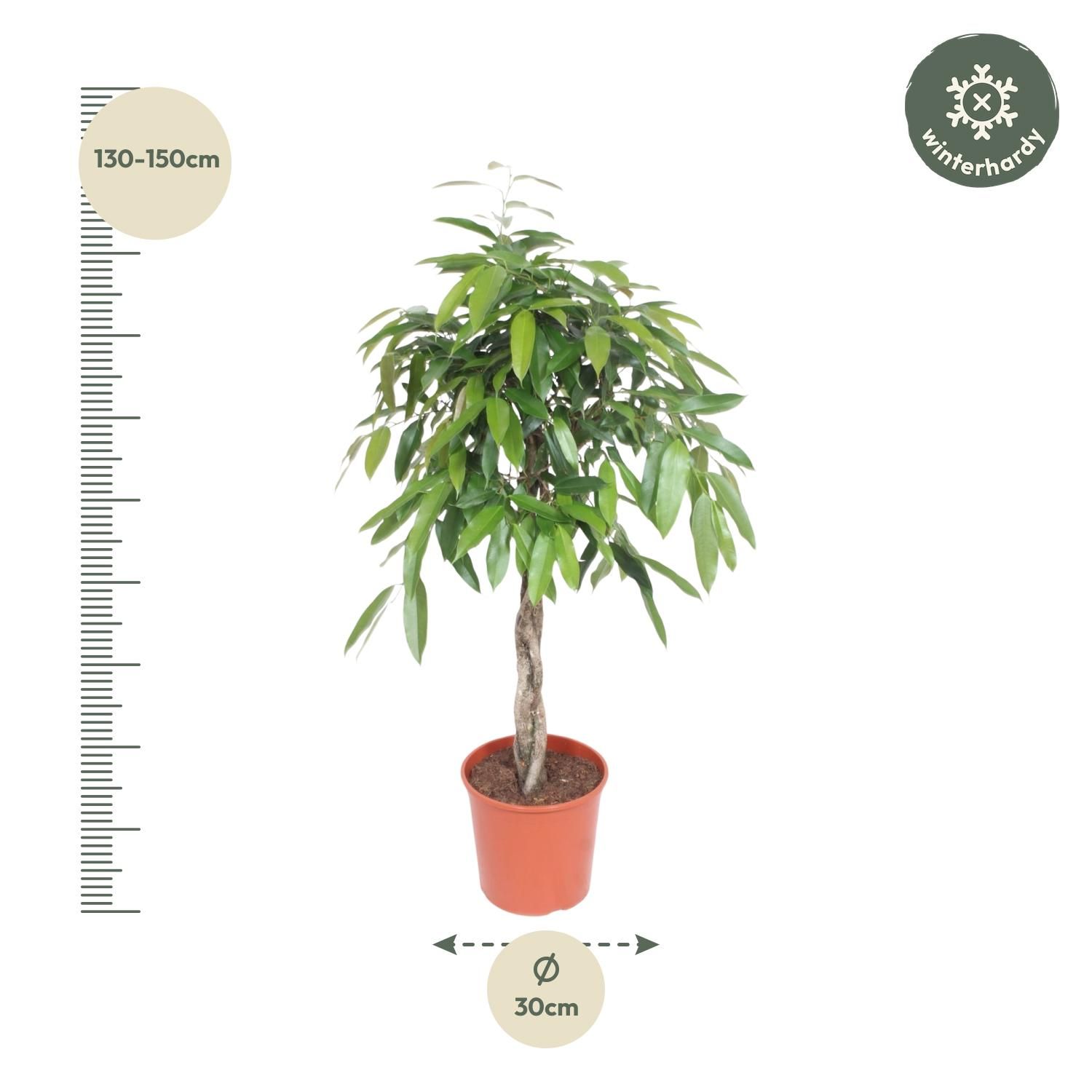 Ficus Amstel King Zimmerpflanze mit geflochtenem Stamm
