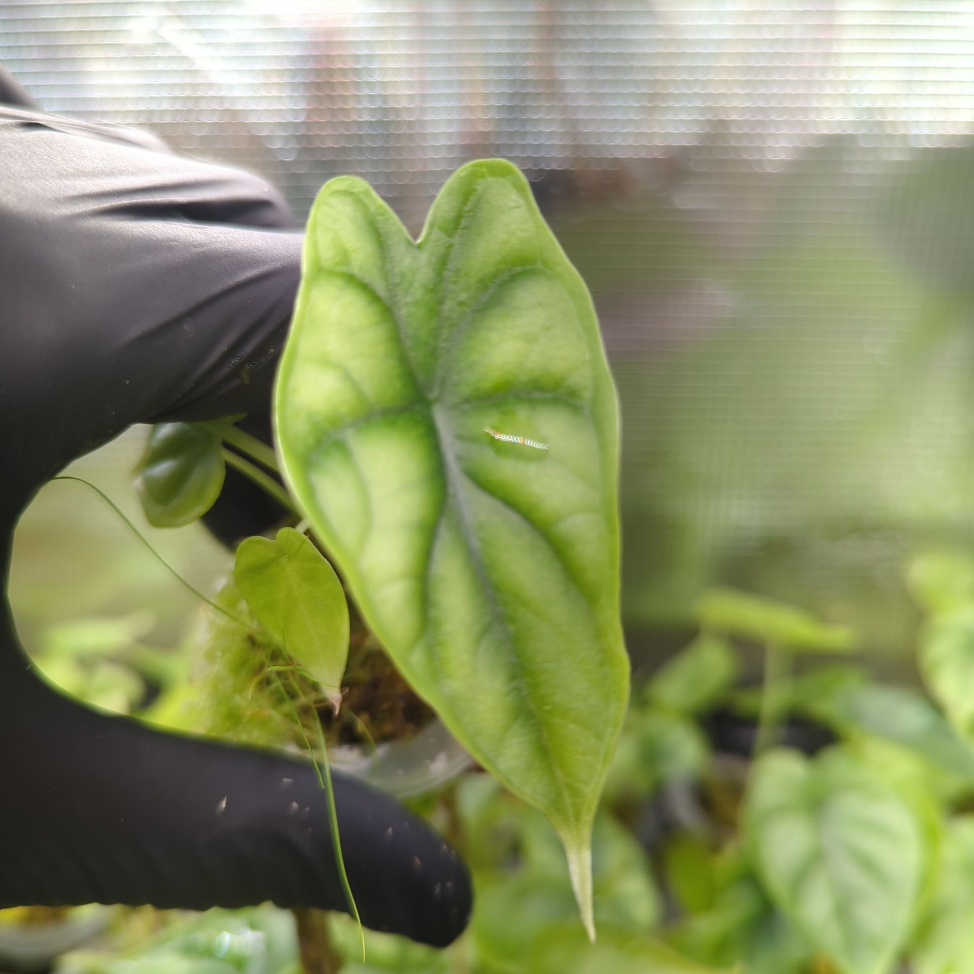 Baby Alocasia baginda Dragon Scale + selbstbewässernder Übertopf